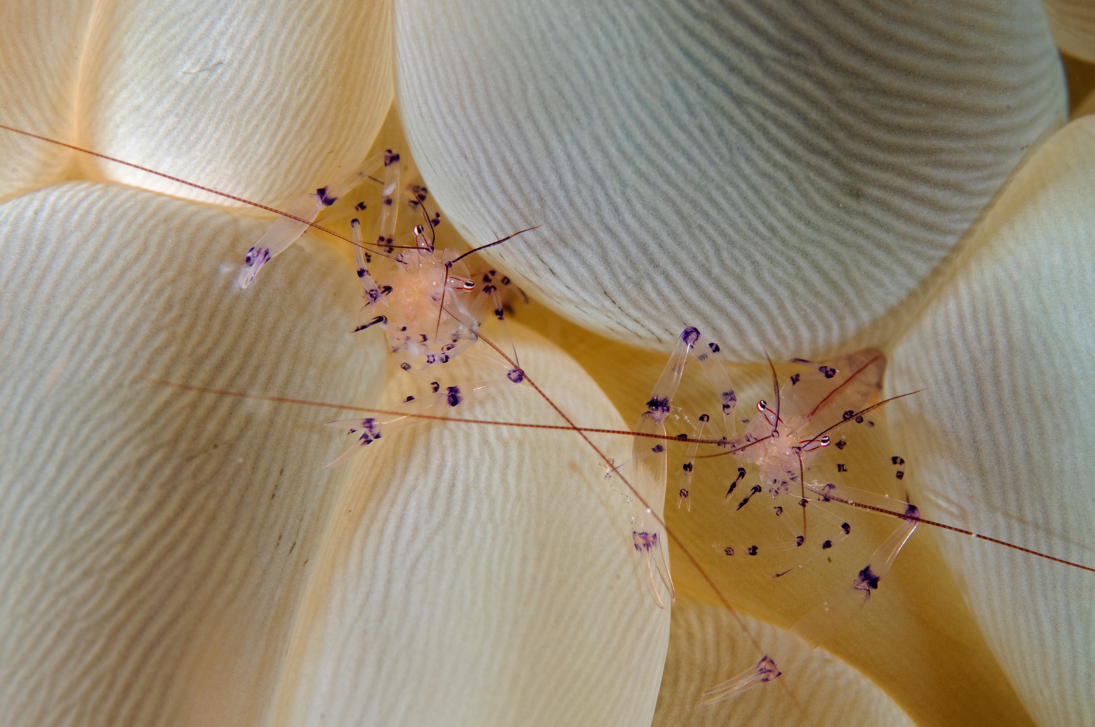 Bubble Coral Shrimp (Vir philippinensis), Raja Ampat Indonesia