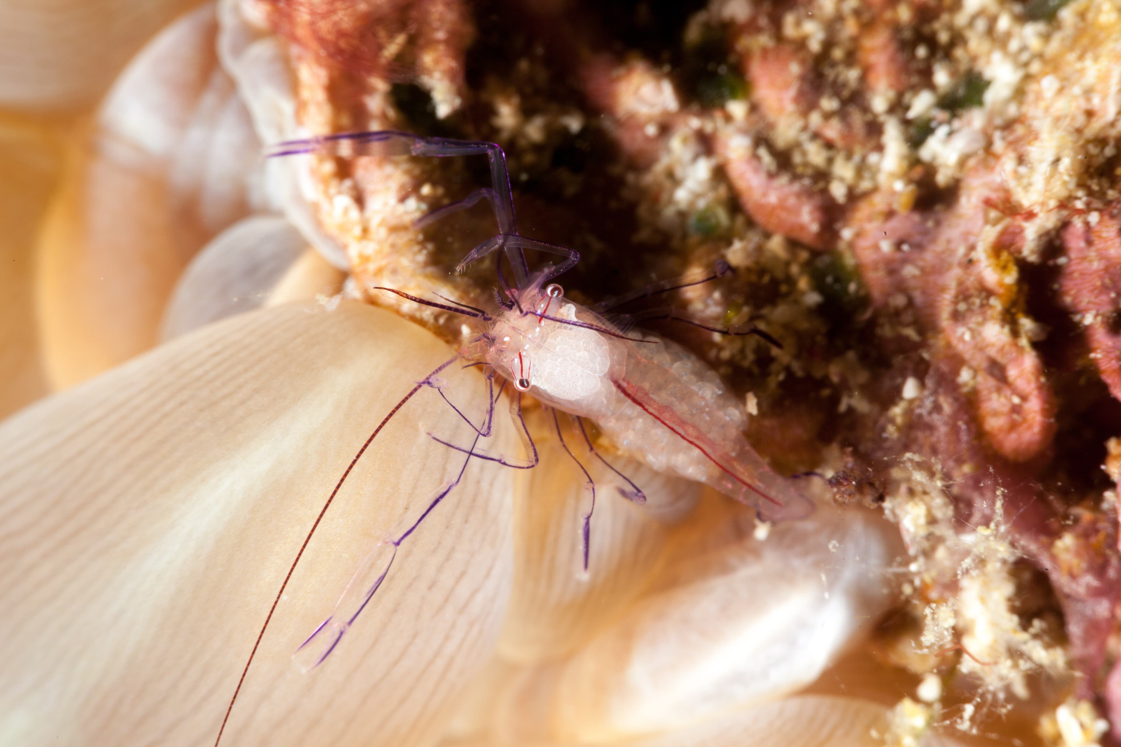 Bubble Coral Shrimp (Vir philippinensis)