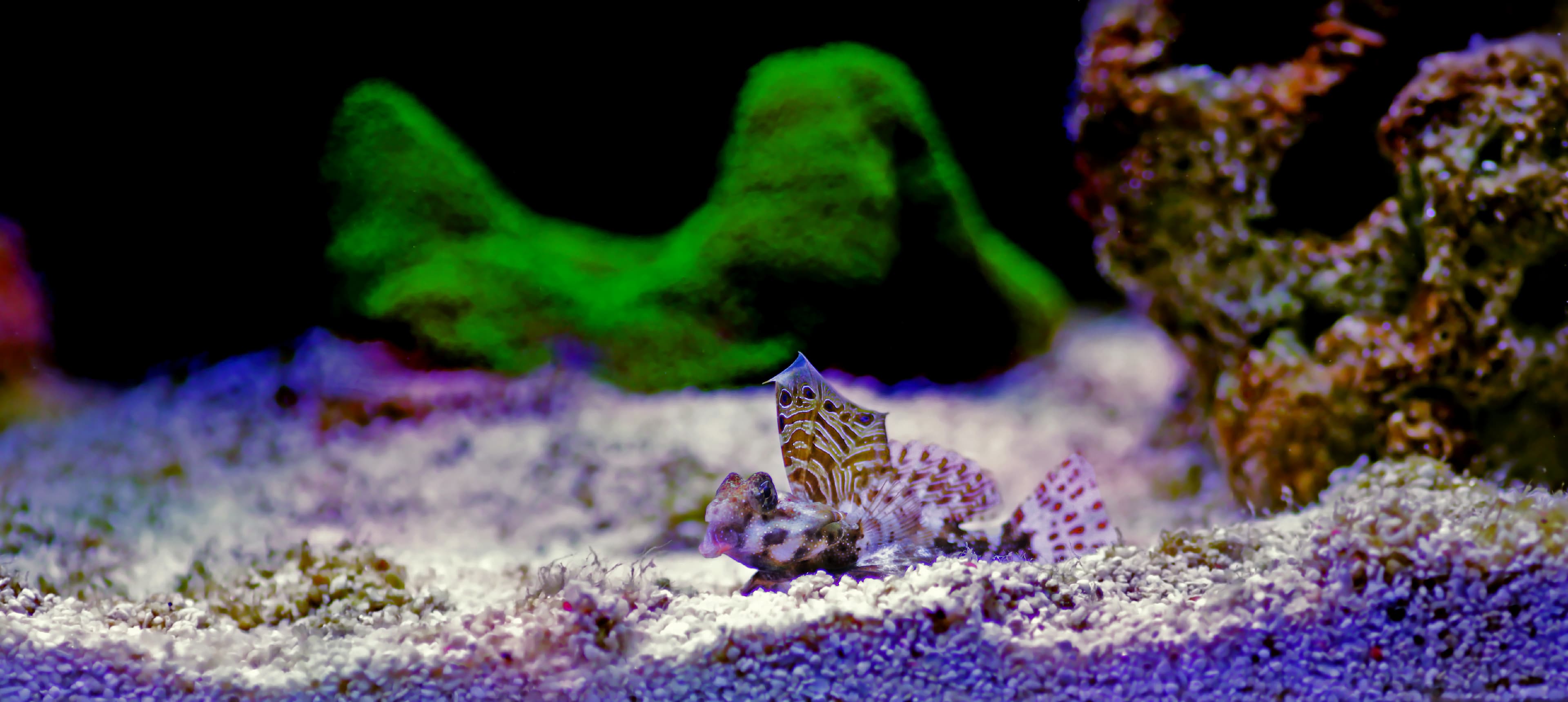 Ocellated Dragonet or Scooter Blenny (Synchiropus ocellatus)