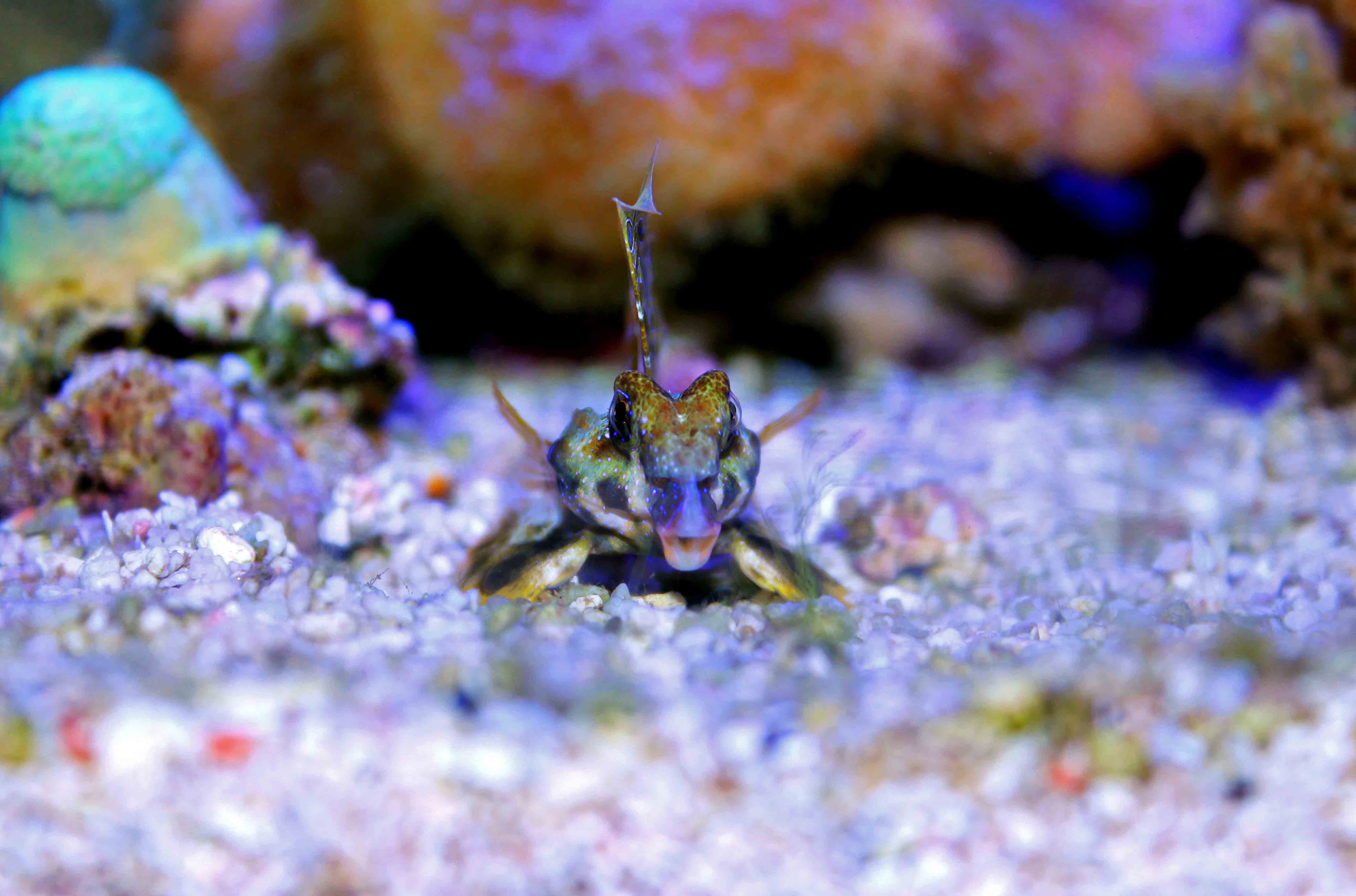 Ocellated Dragonet or Scooter Blenny (Synchiropus ocellatus)