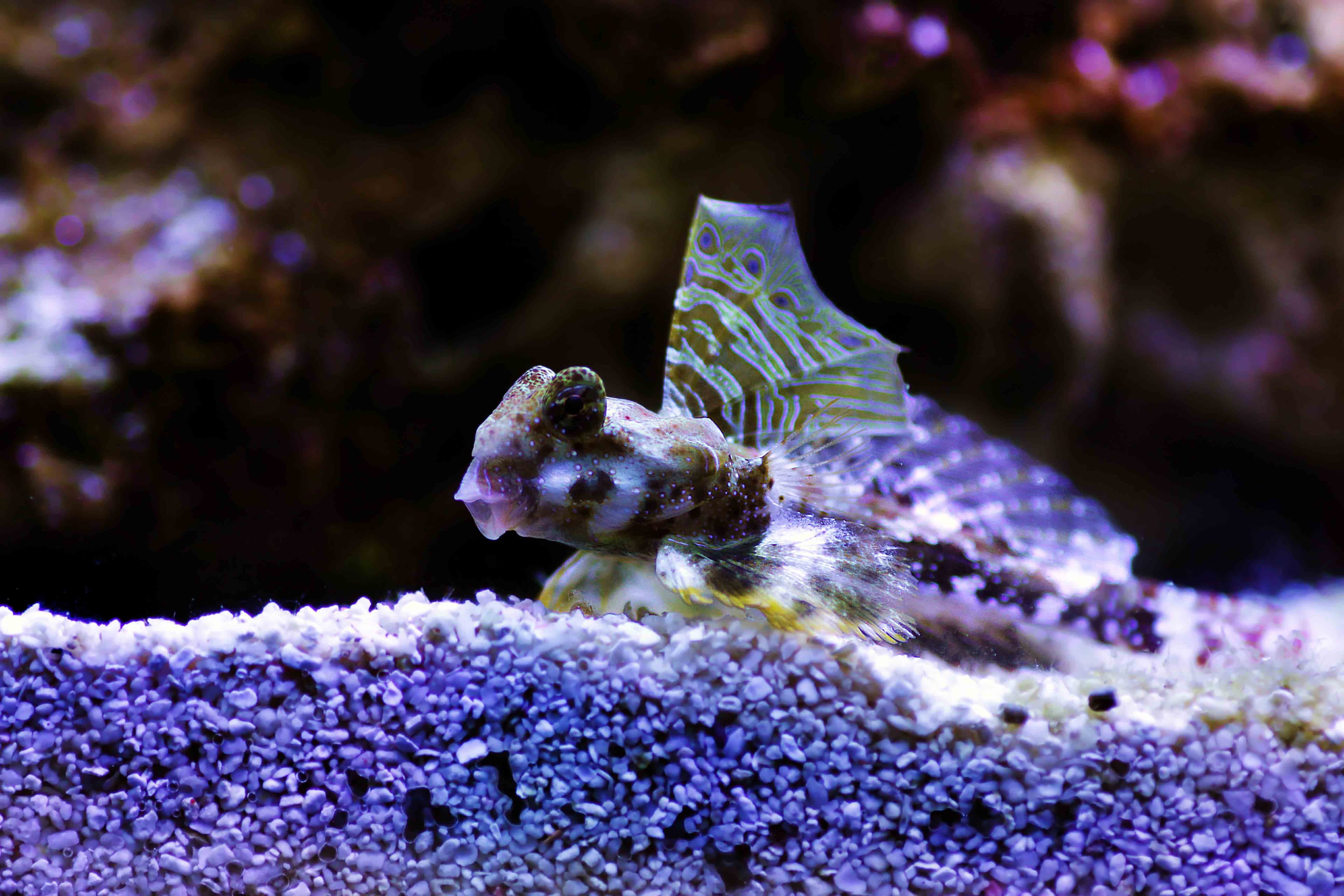 Ocellated Dragonet or Scooter Blenny (Synchiropus ocellatus)