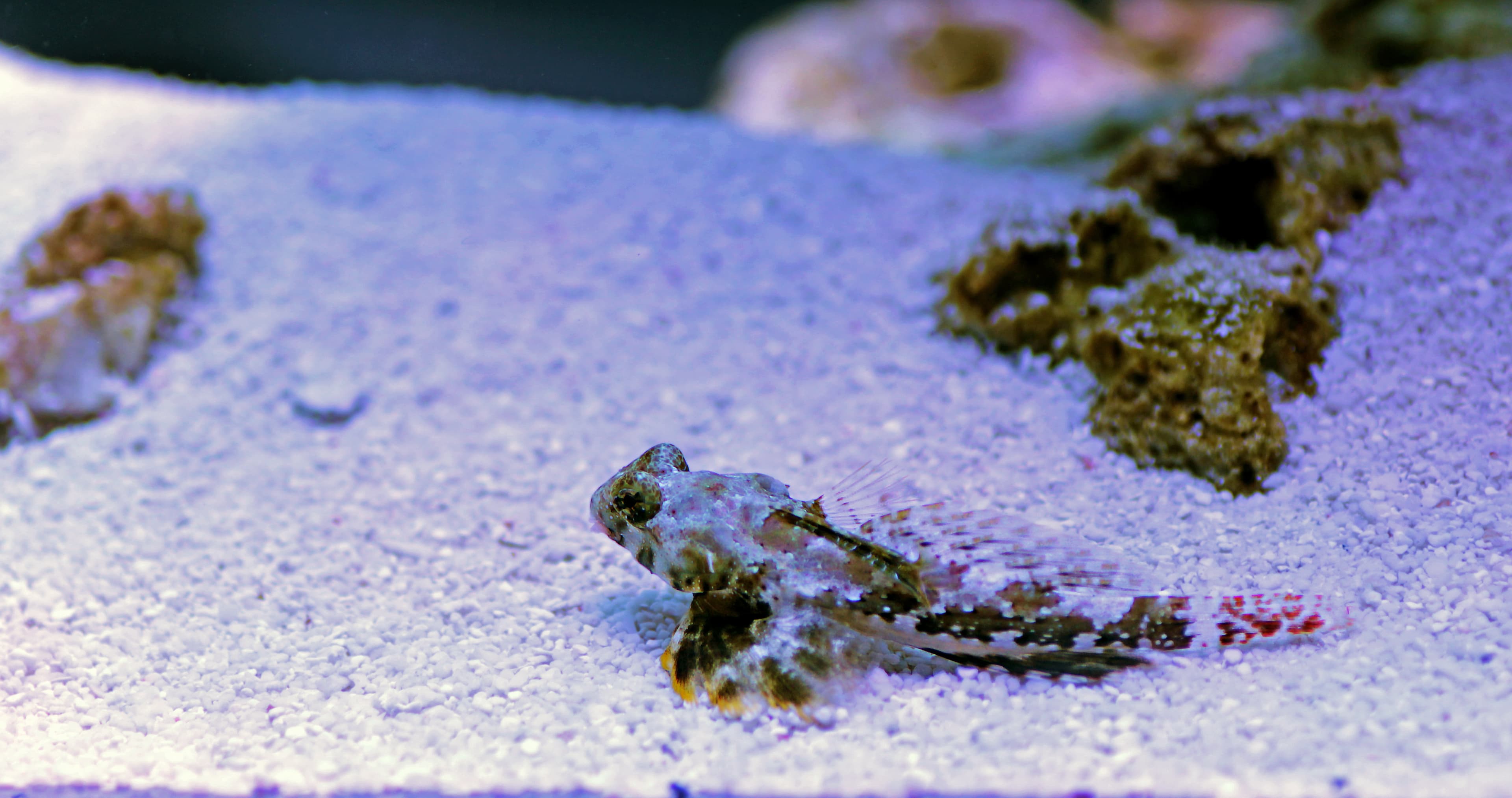 Ocellated Dragonet or Scooter Blenny (Synchiropus ocellatus)