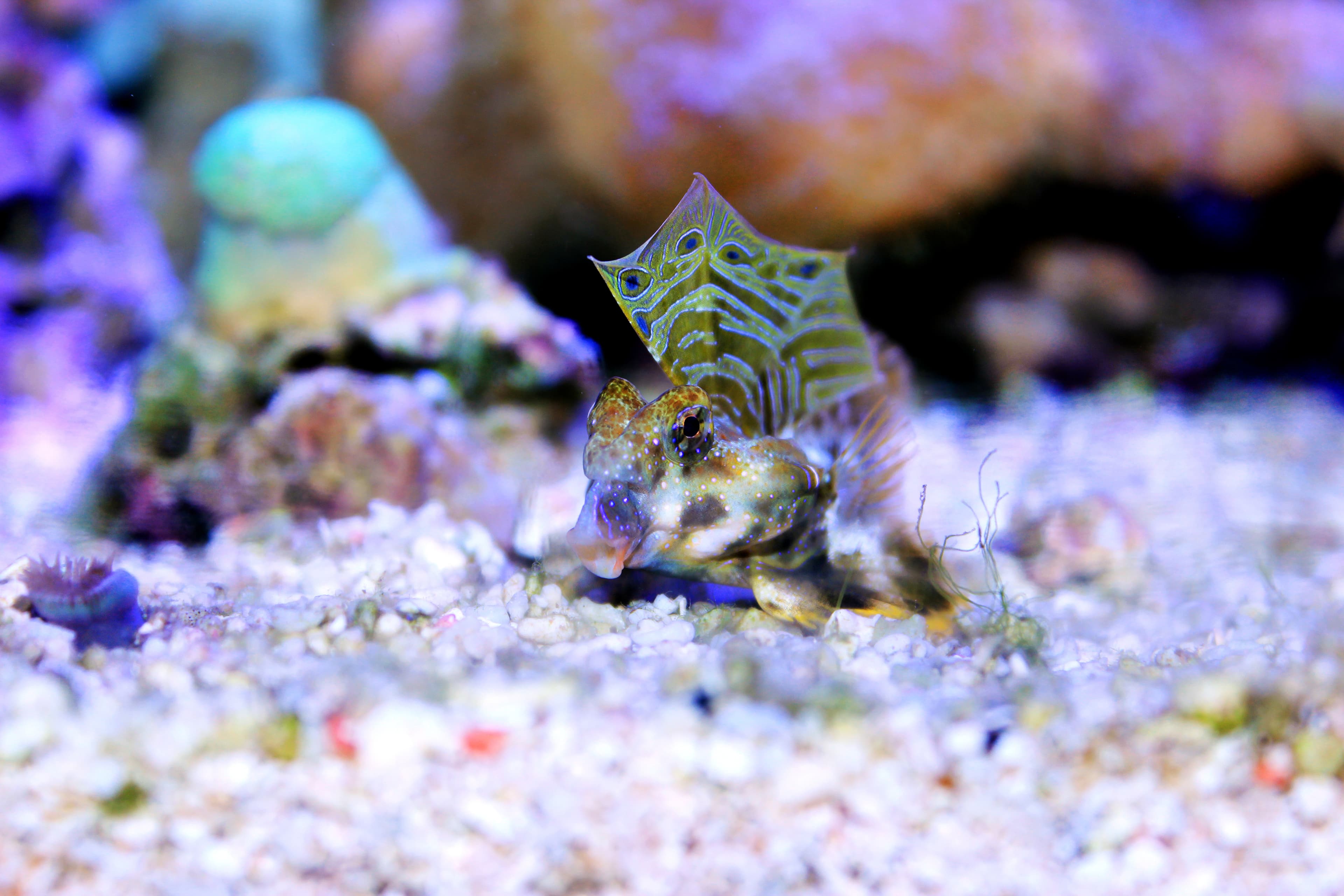 Ocellated Dragonet or Scooter Blenny (Synchiropus ocellatus)