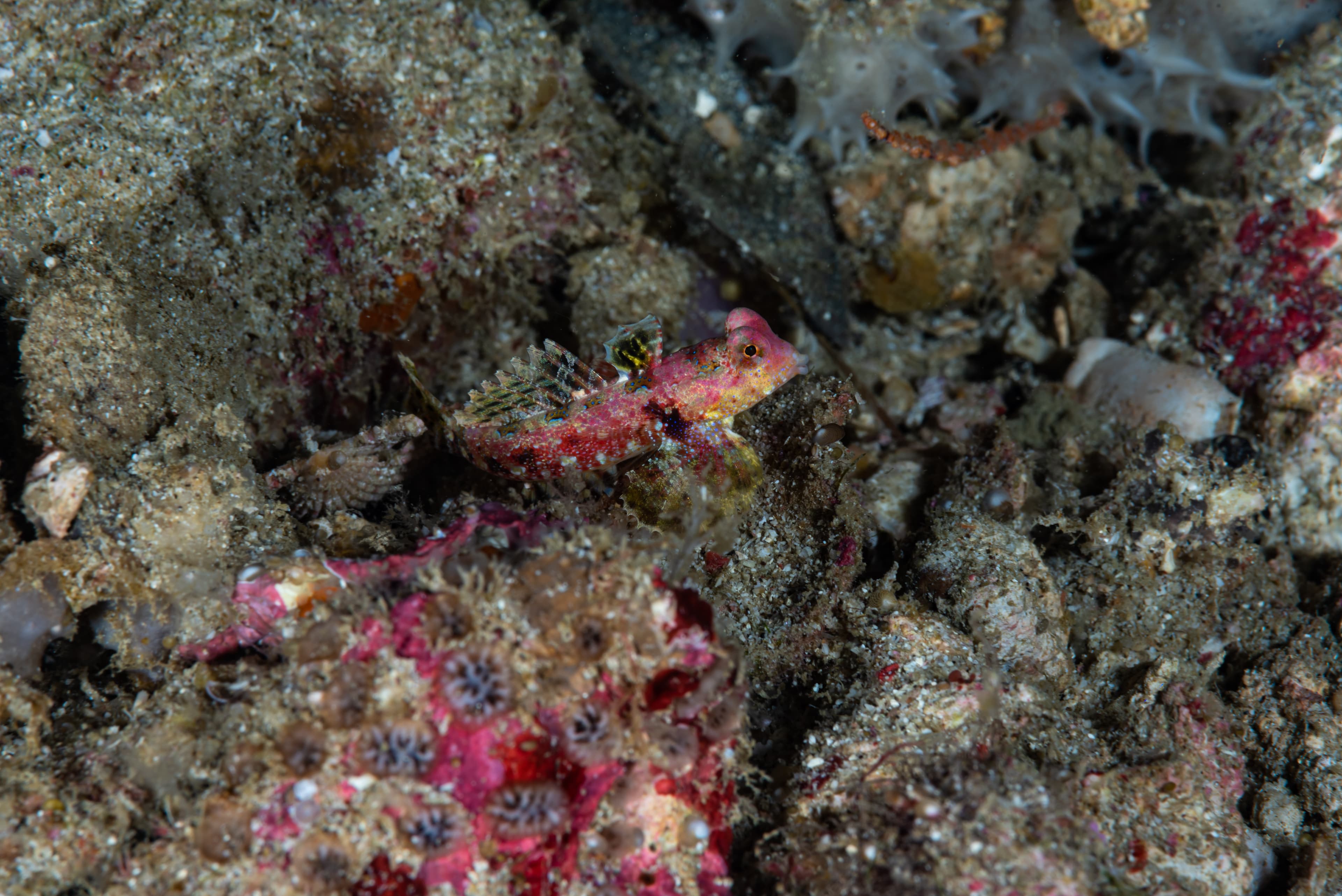 Morrison's Dragonet (Synchiropus morrisoni)