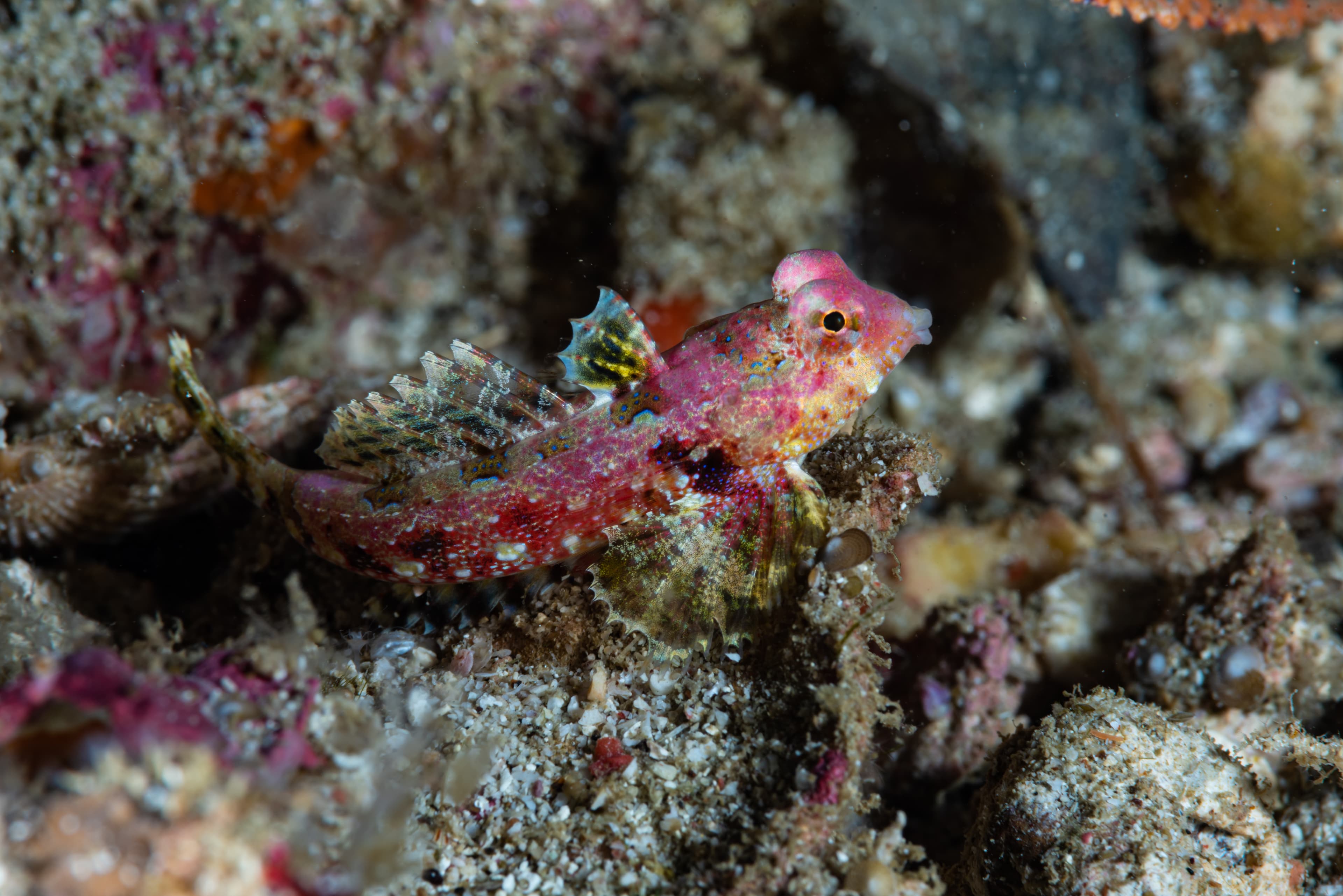 Morrison's Dragonet (Synchiropus morrisoni)