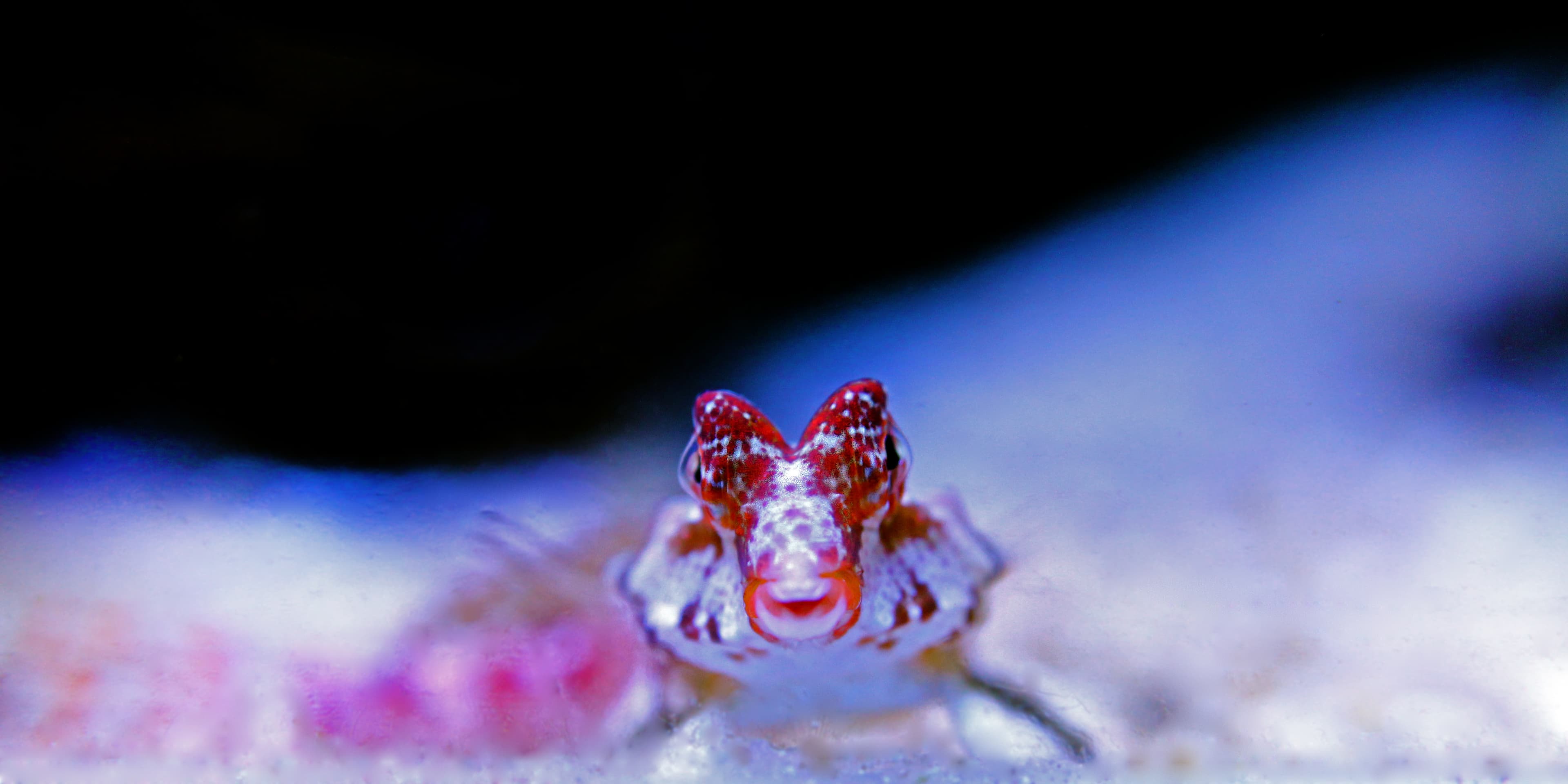 Starry Dragonet or Red Scooter Blenny (Synchiropus stellatus)