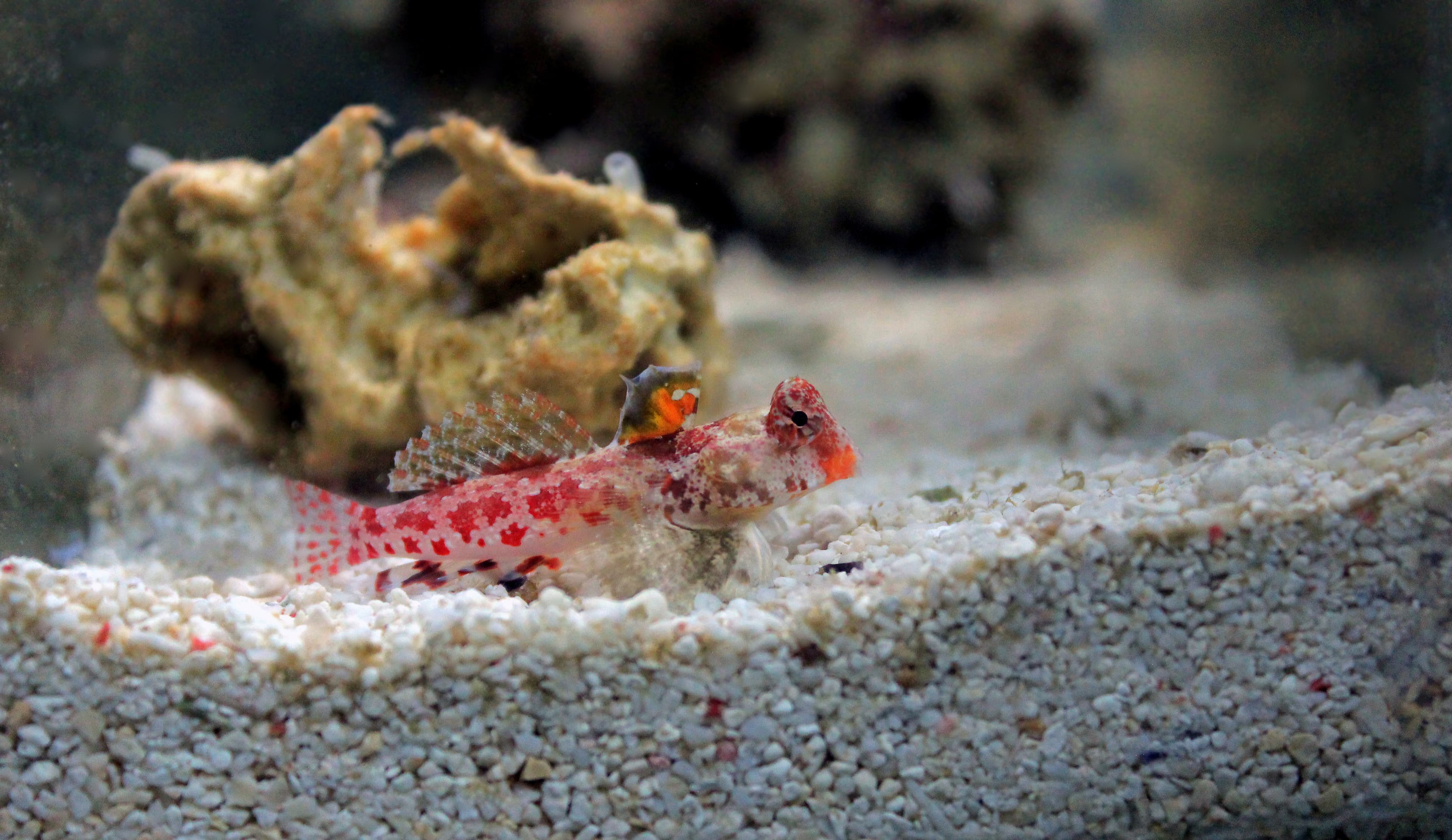 Starry Dragonet or Red Scooter Blenny (Synchiropus stellatus)