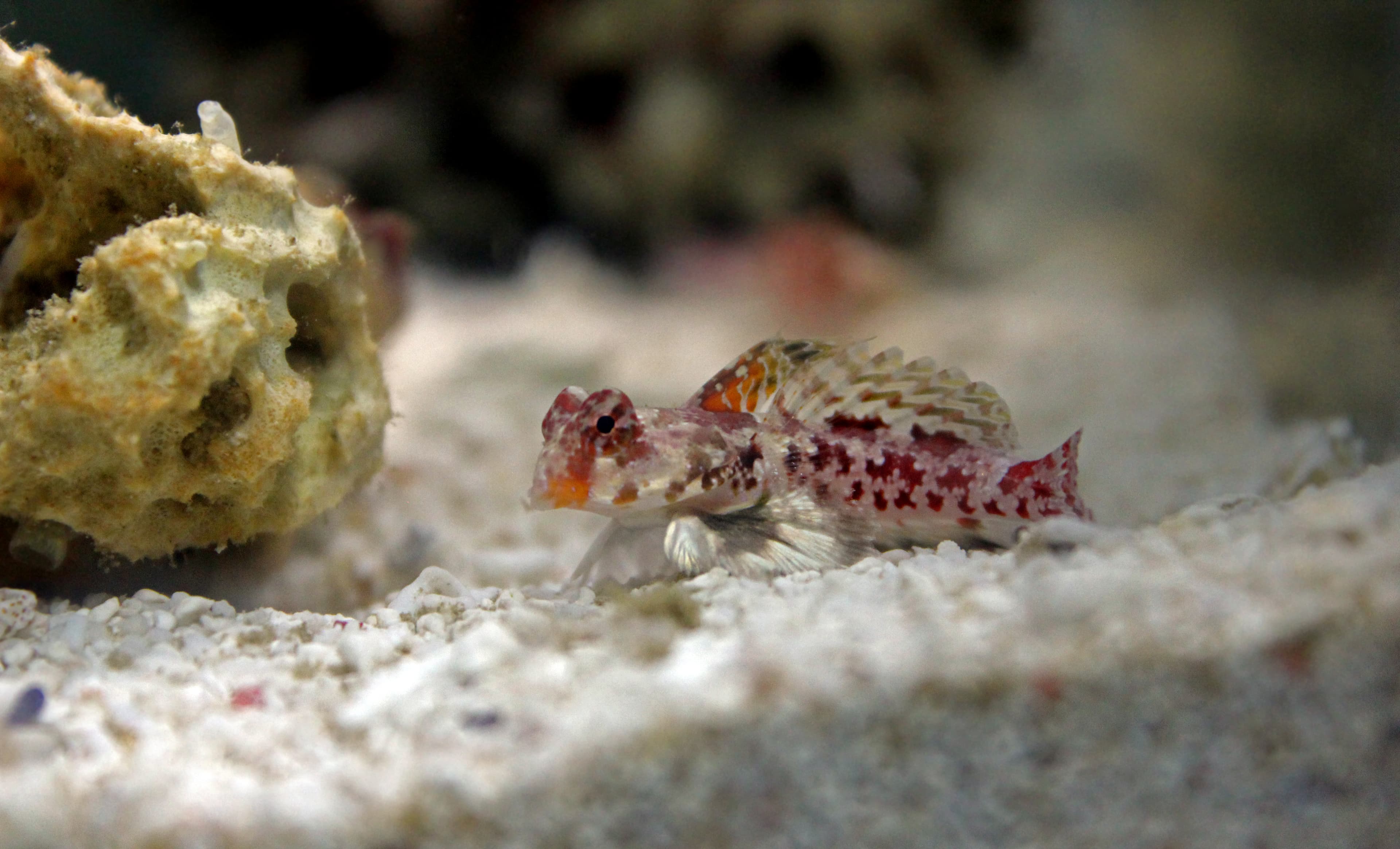 Starry Dragonet or Red Scooter Blenny (Synchiropus stellatus)