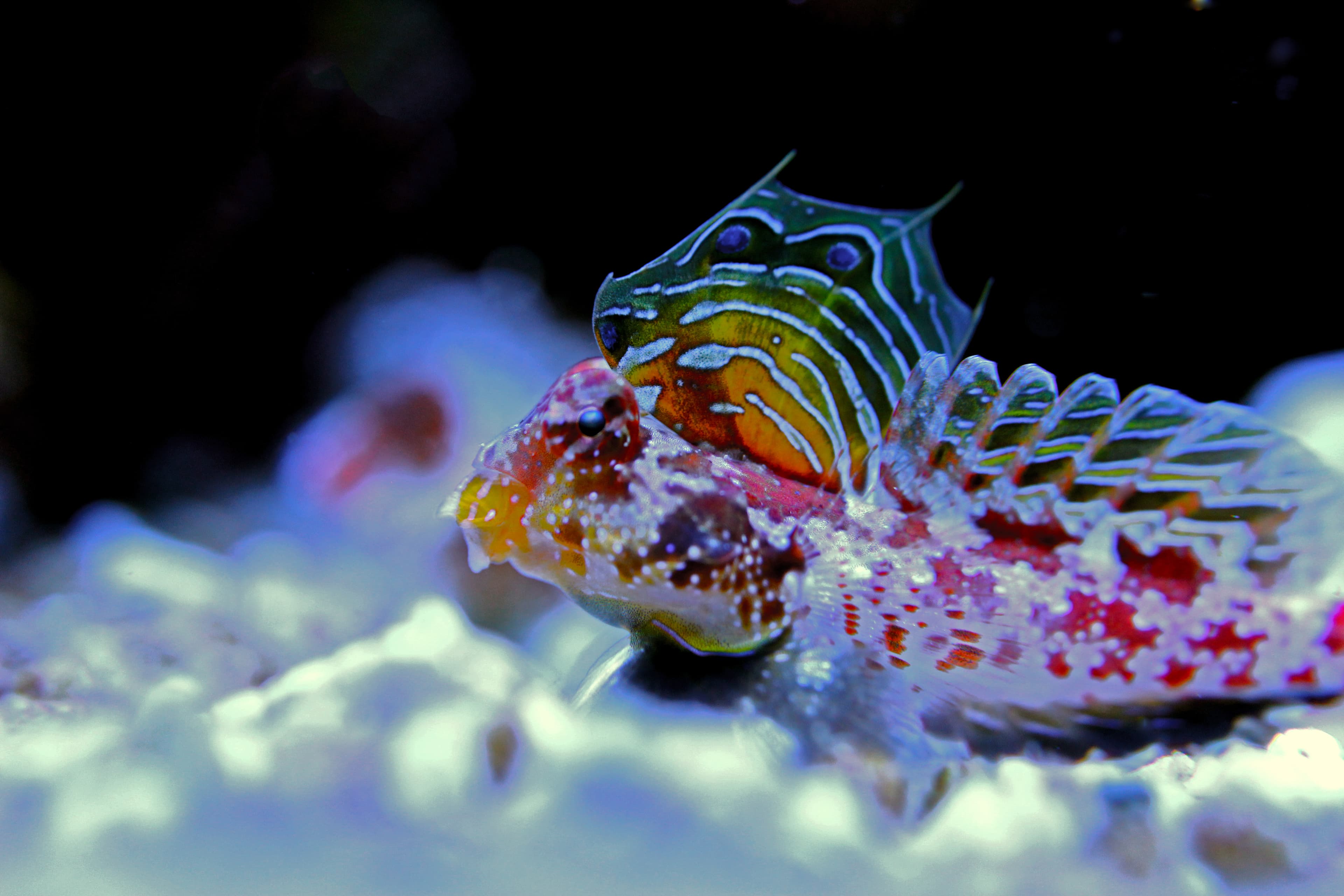 Starry Dragonet or Red Scooter Blenny (Synchiropus stellatus)