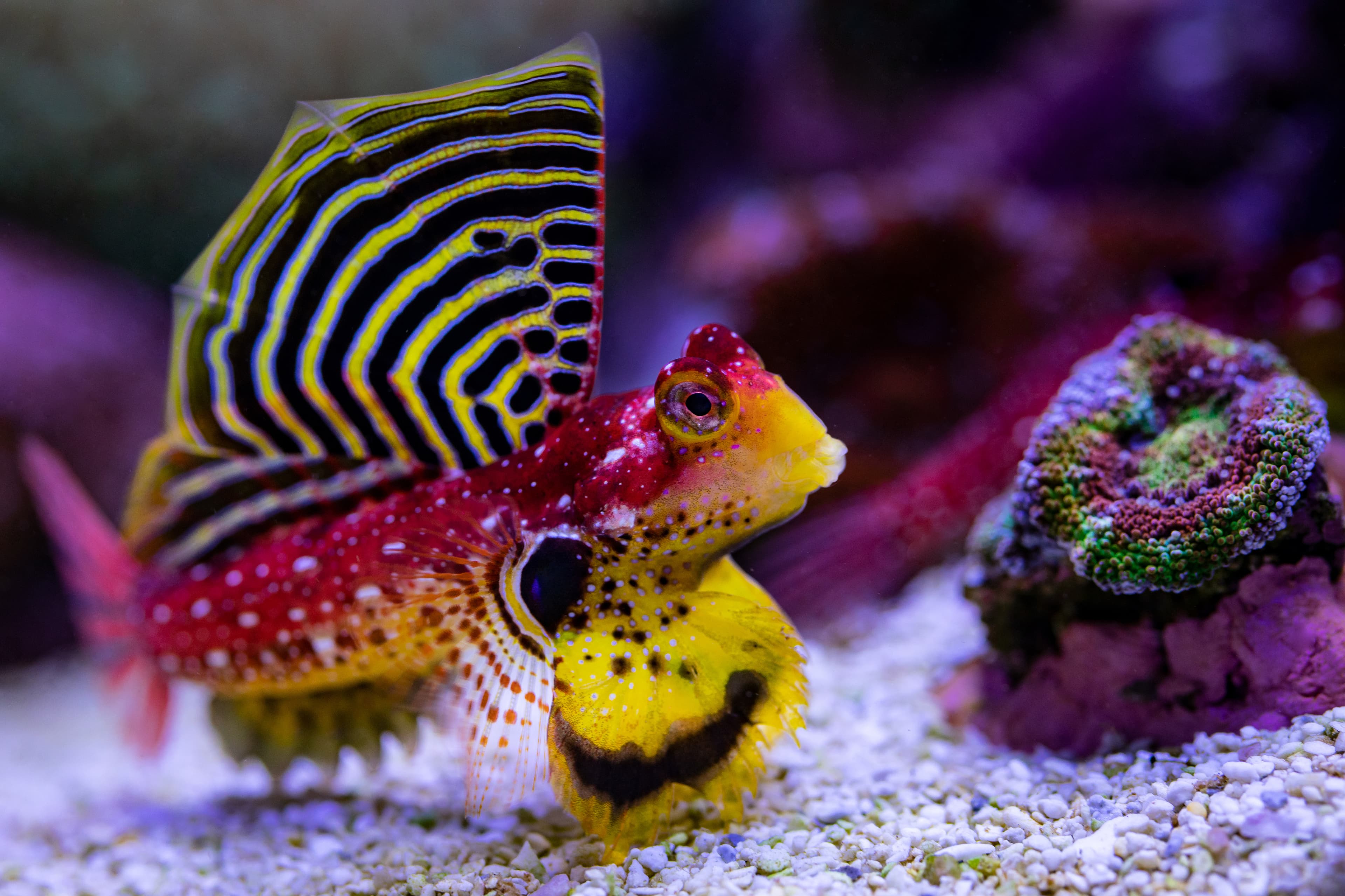 Ruby Red Dragonet (Synchiropus sycorax)