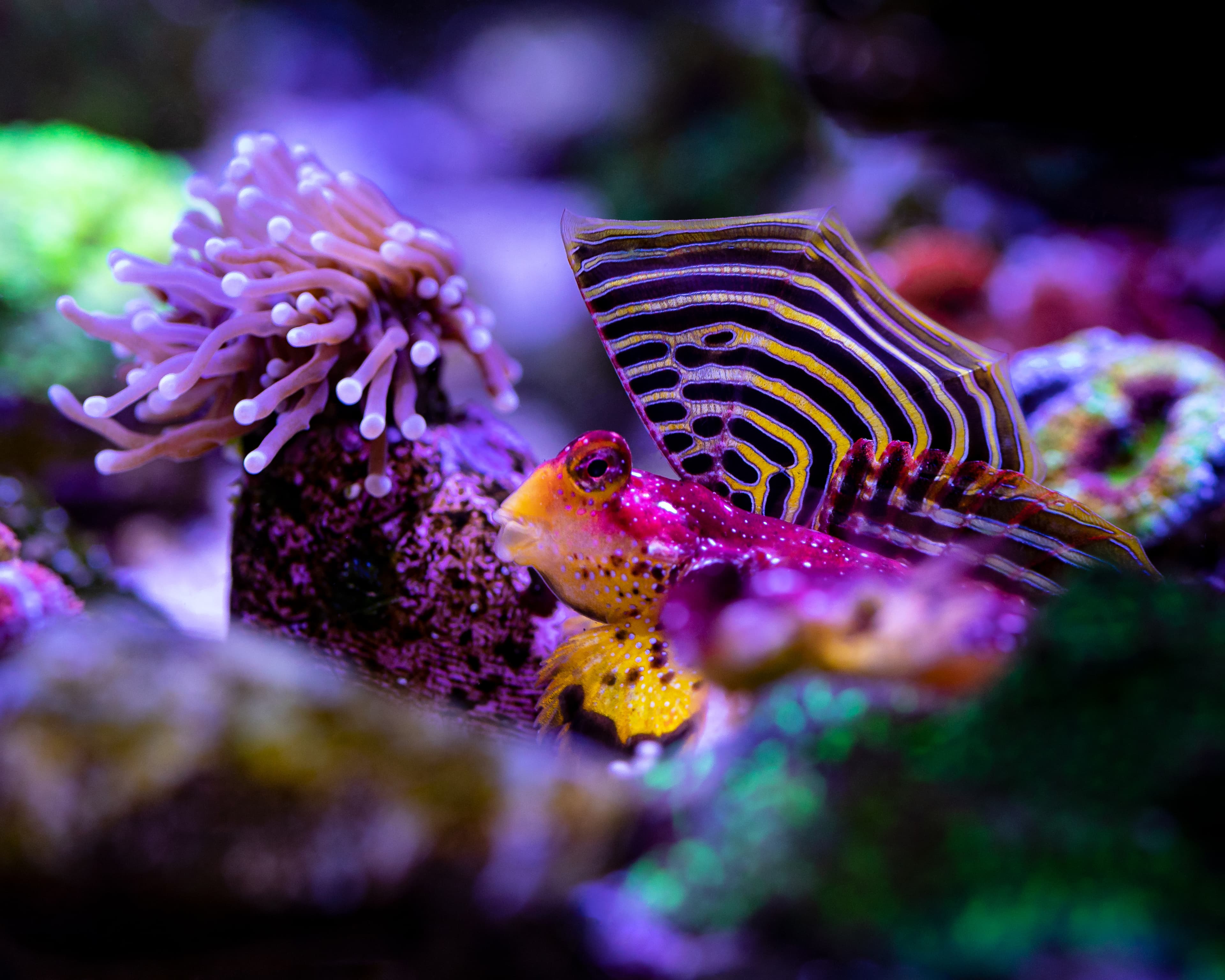 Ruby Red Dragonet or Flame Scooter Blenny (Synchiropus sycorax)