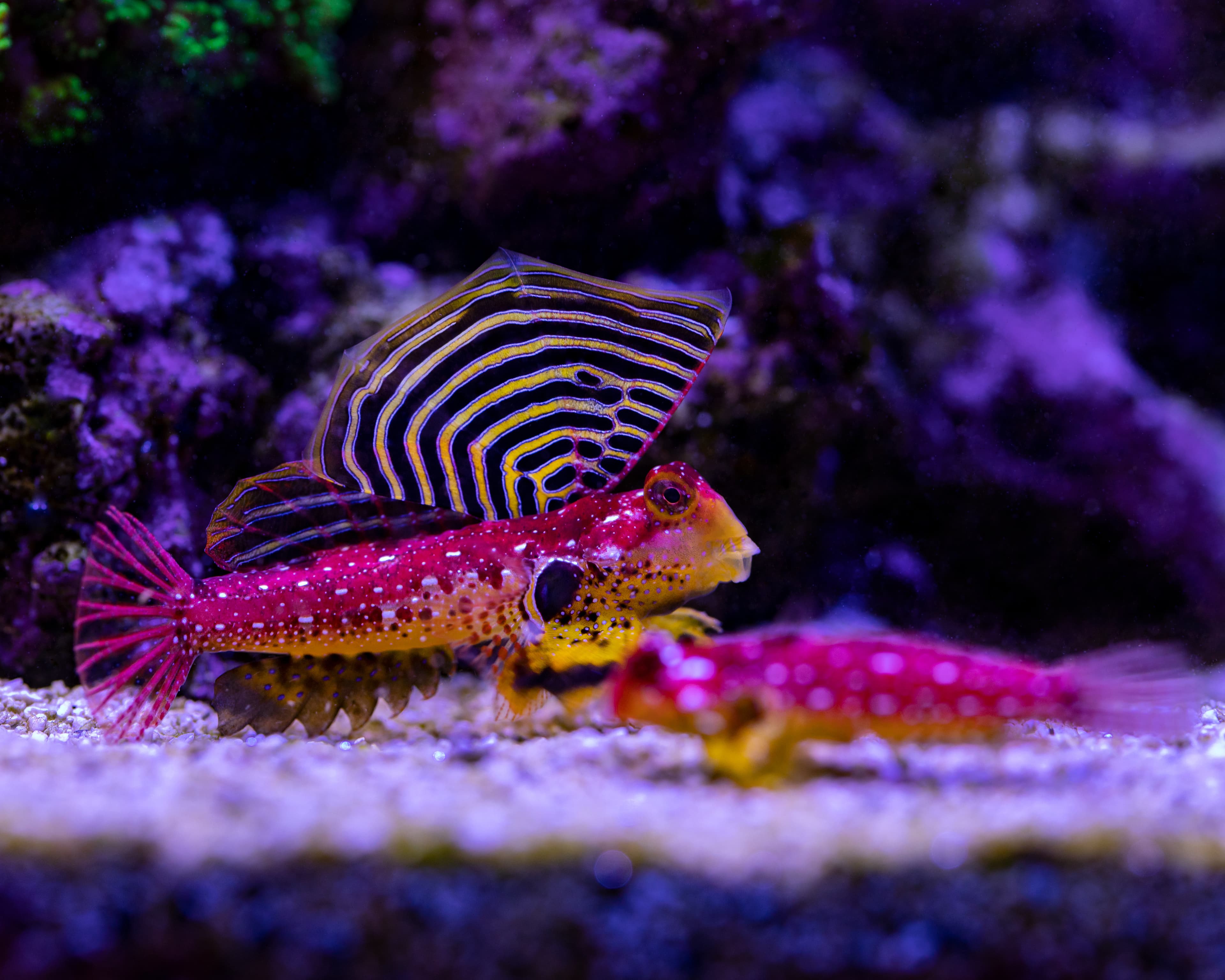 Ruby Red Dragonet (Synchiropus sycorax)