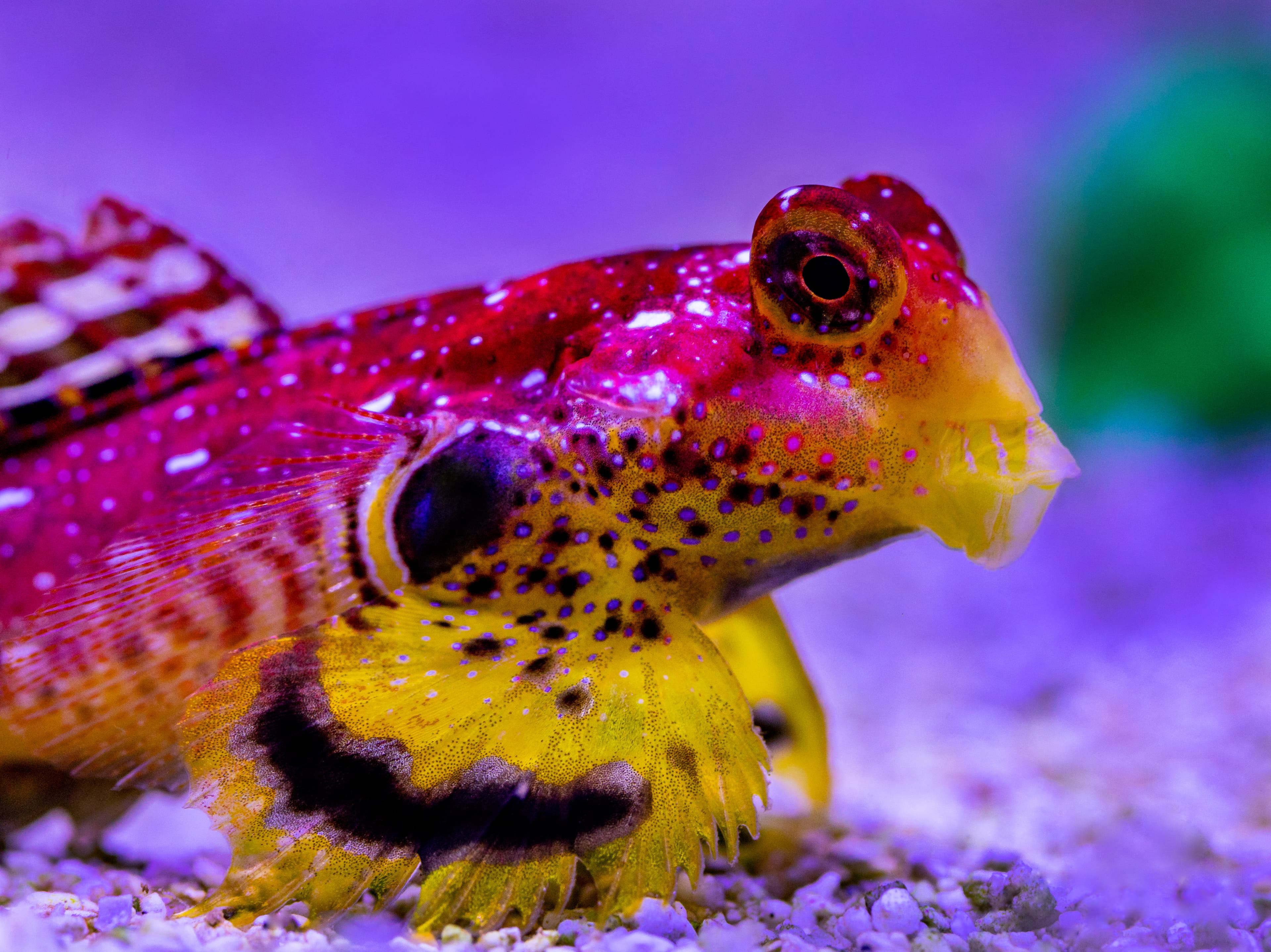 Ruby Red Dragonet (Synchiropus sycorax)