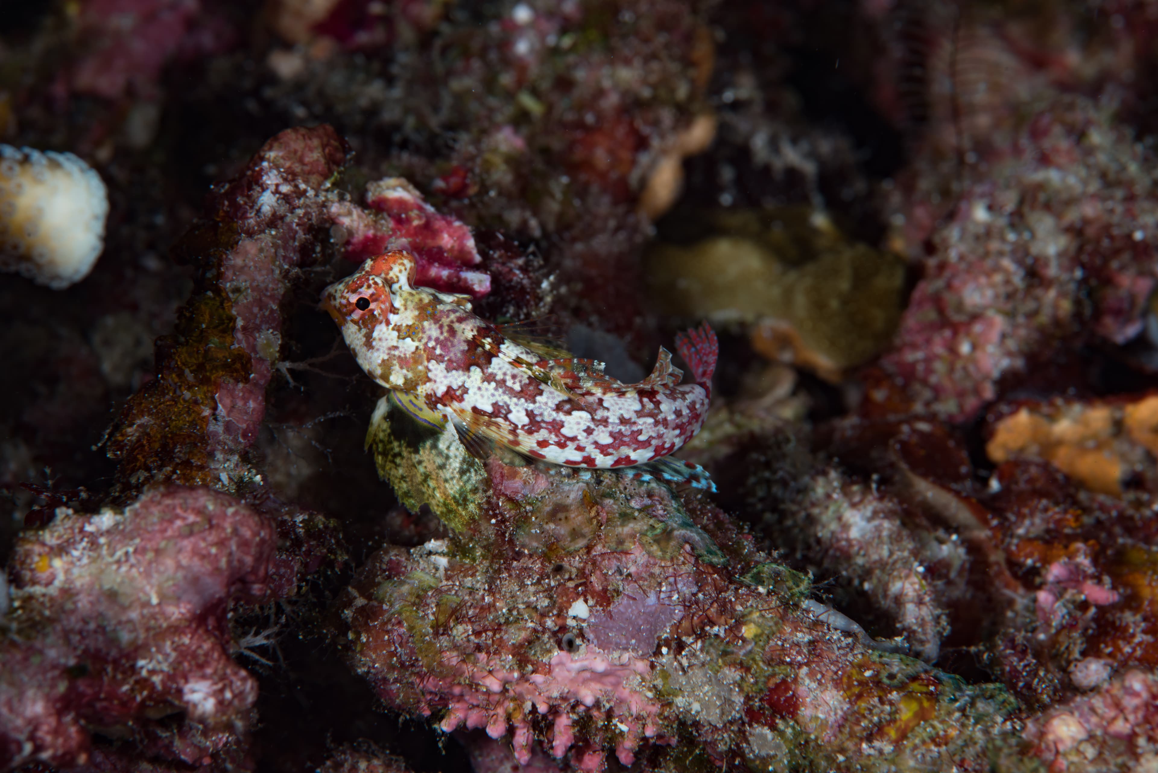 Moyer's Dragonet (Synchiropus moyeri)