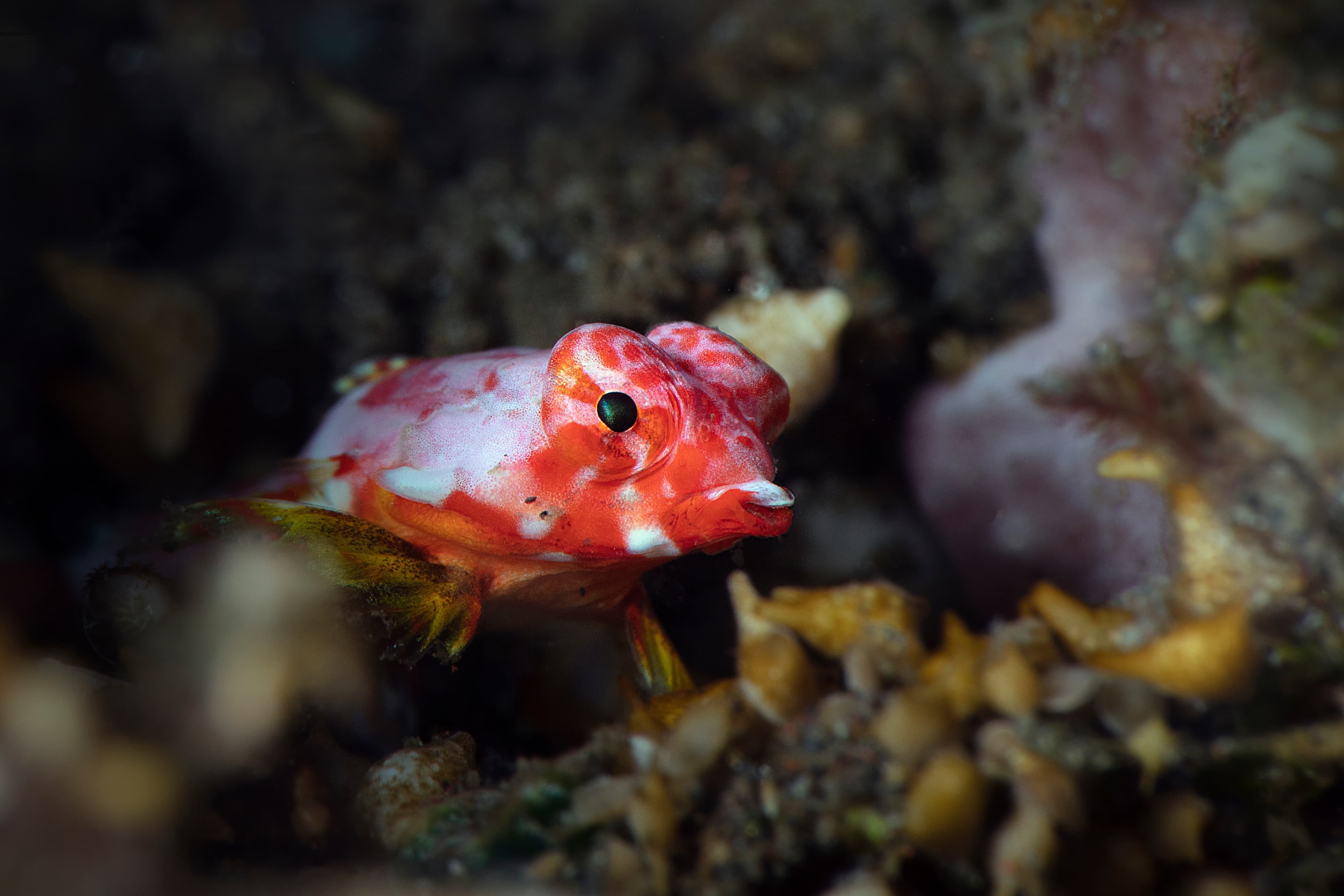 Juvenile Moyer's Dragonet (Synchiropus moyeri), Tulamben, Bali,  Indonesia