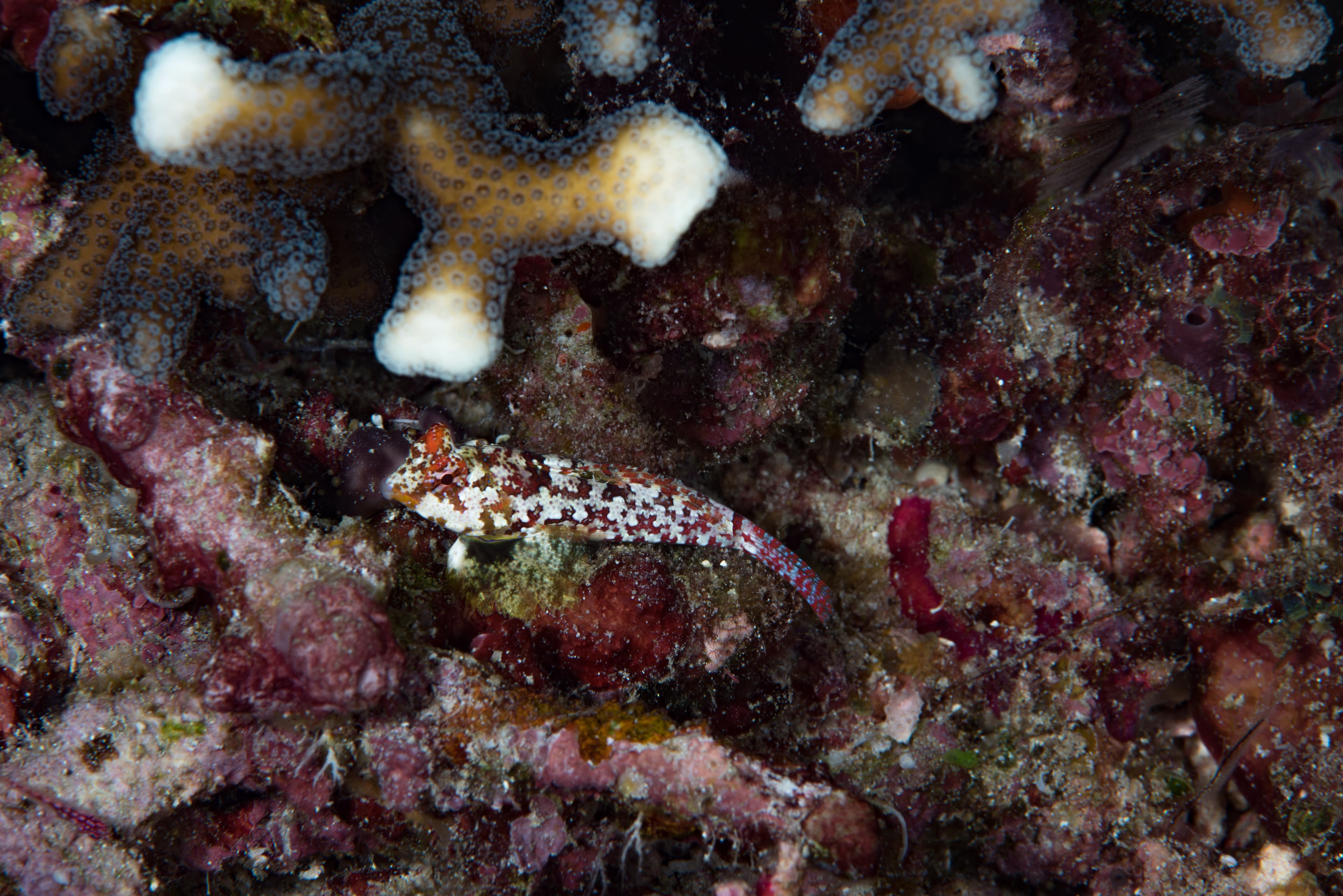 Moyer's Dragonet (Synchiropus moyeri)