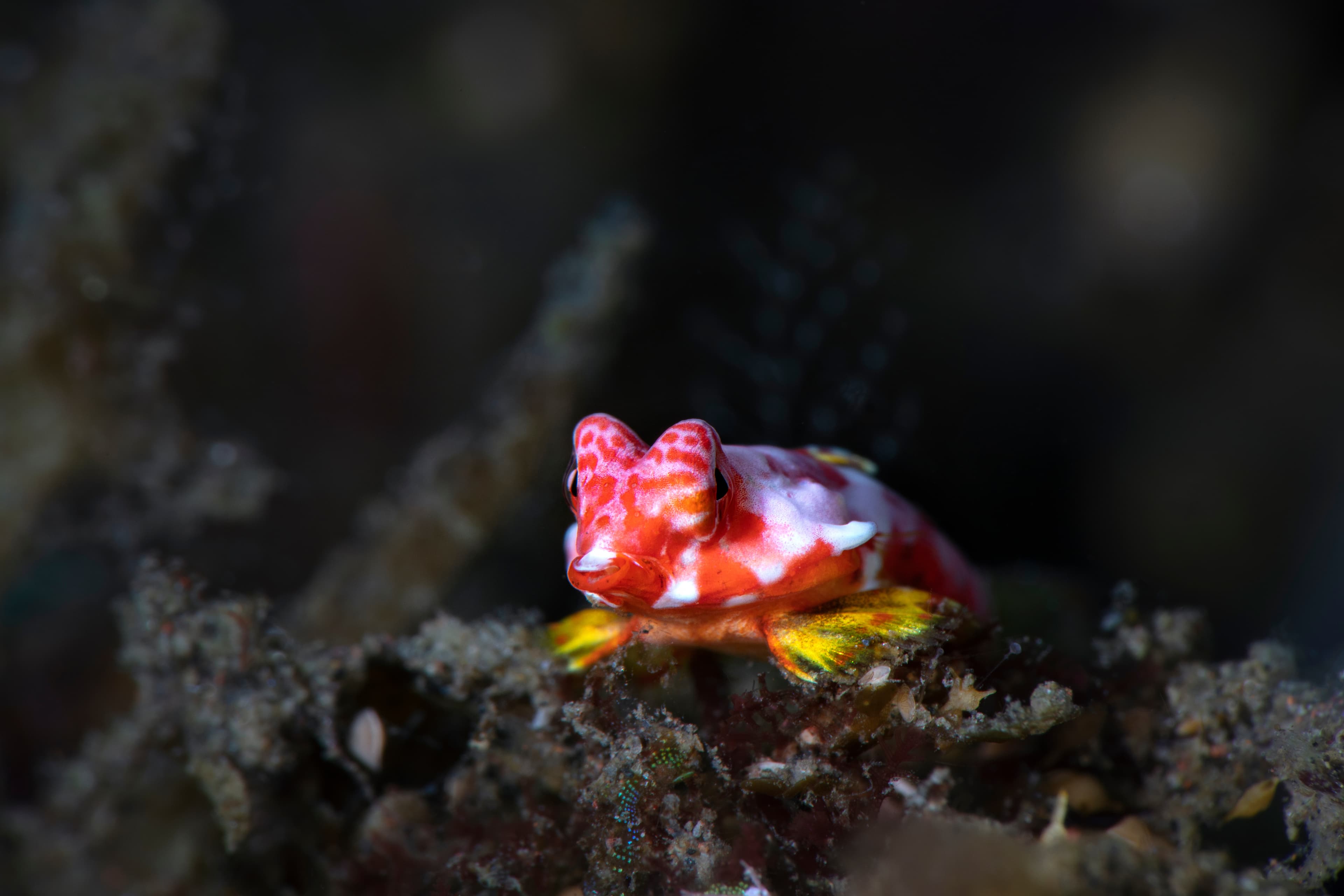 Juvenile Moyer's Dragonet (Synchiropus moyeri), Tulamben, Bali,  Indonesia