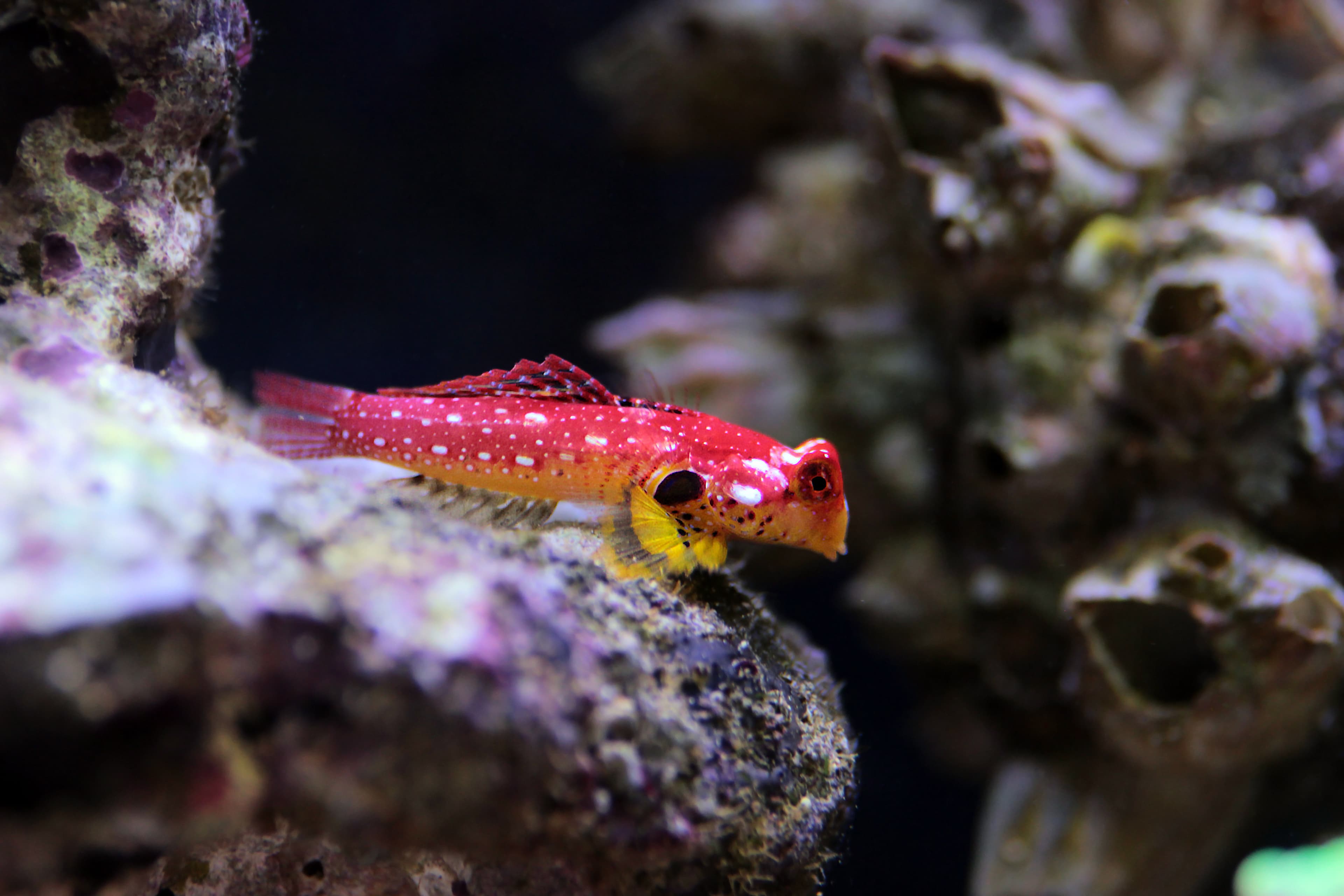 Ruby Red Dragonet (Synchiropus sycorax)