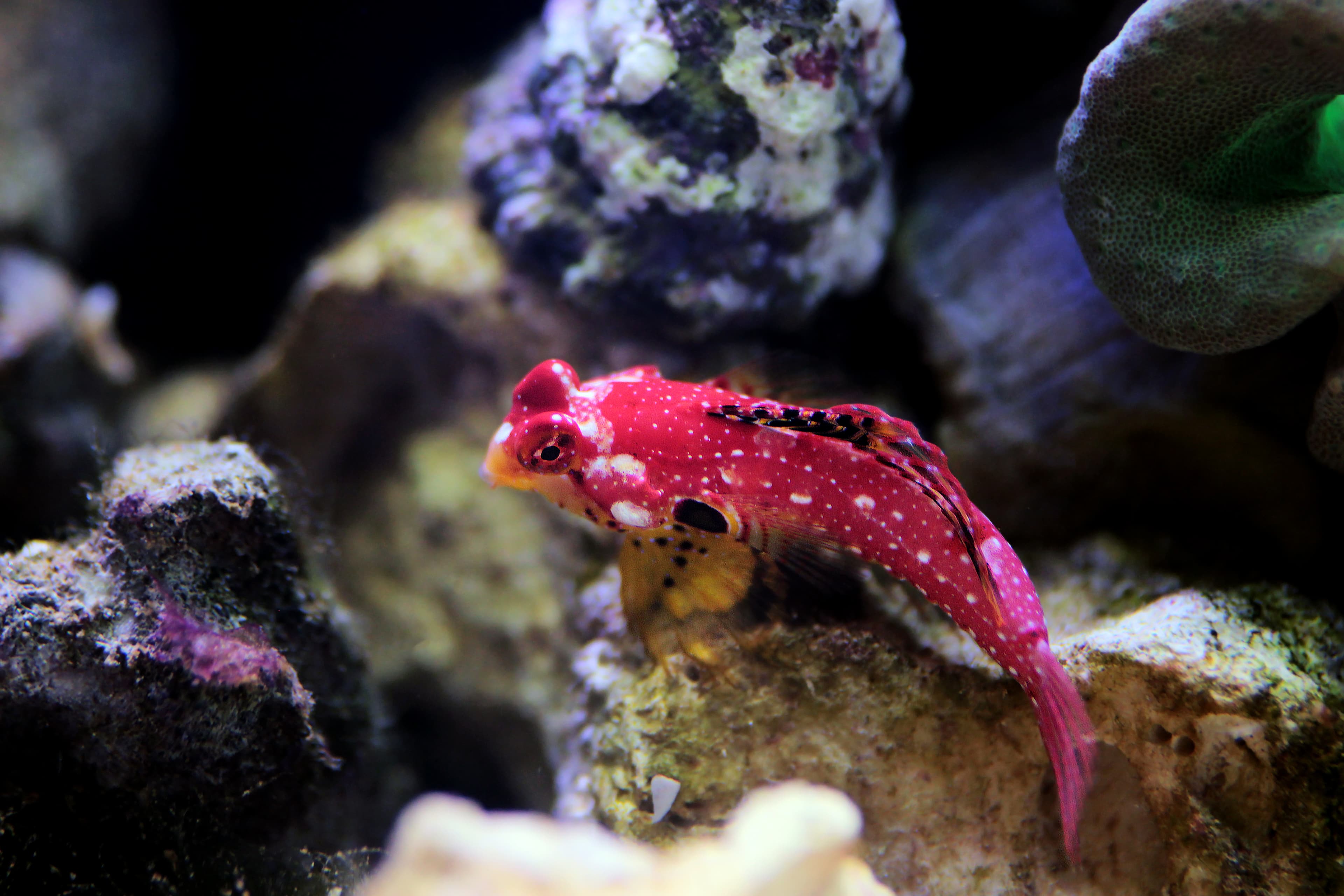 Ruby Red Dragonet (Synchiropus sycorax)