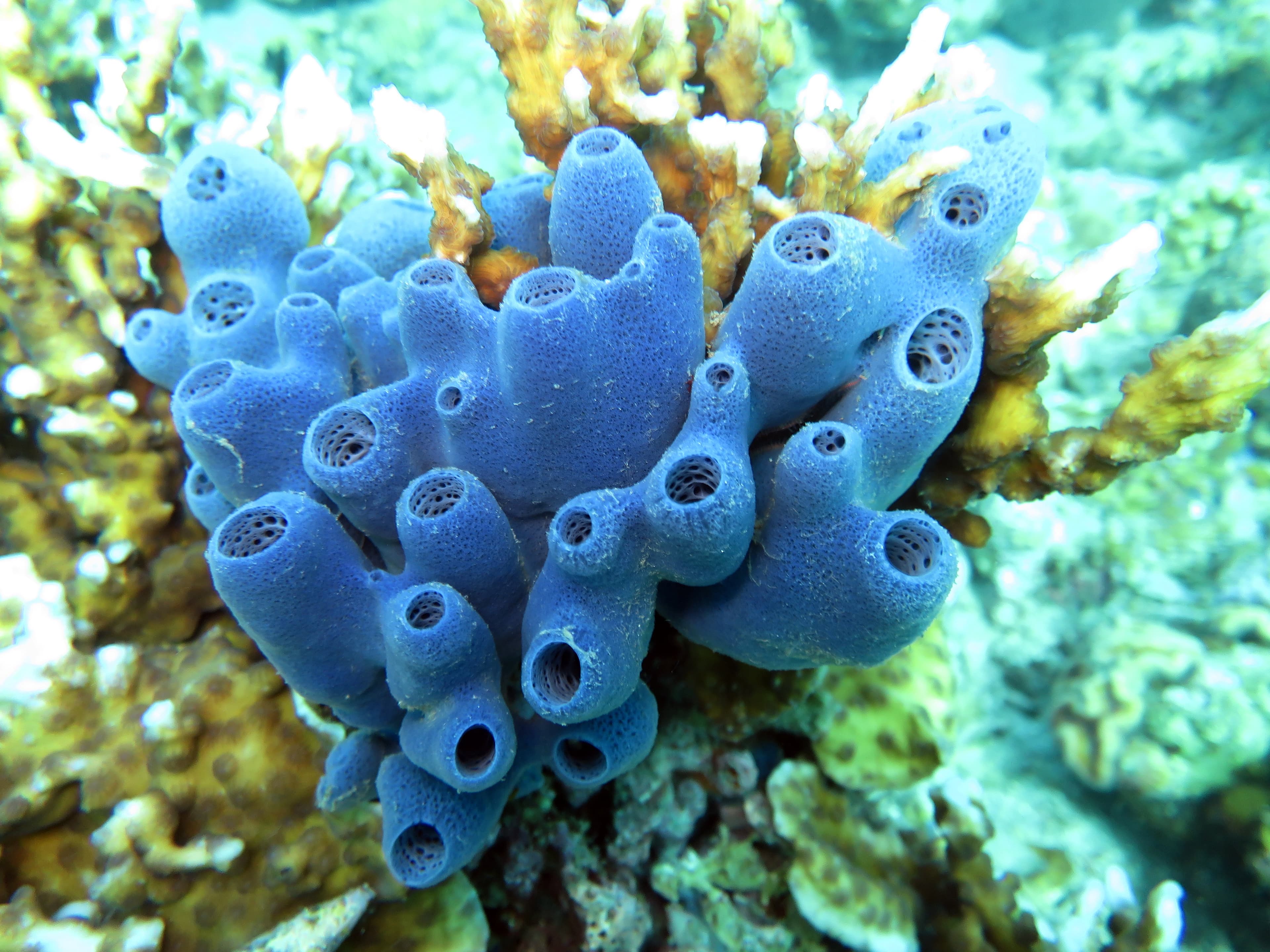 Blue Sponge (Haliclona sp.)