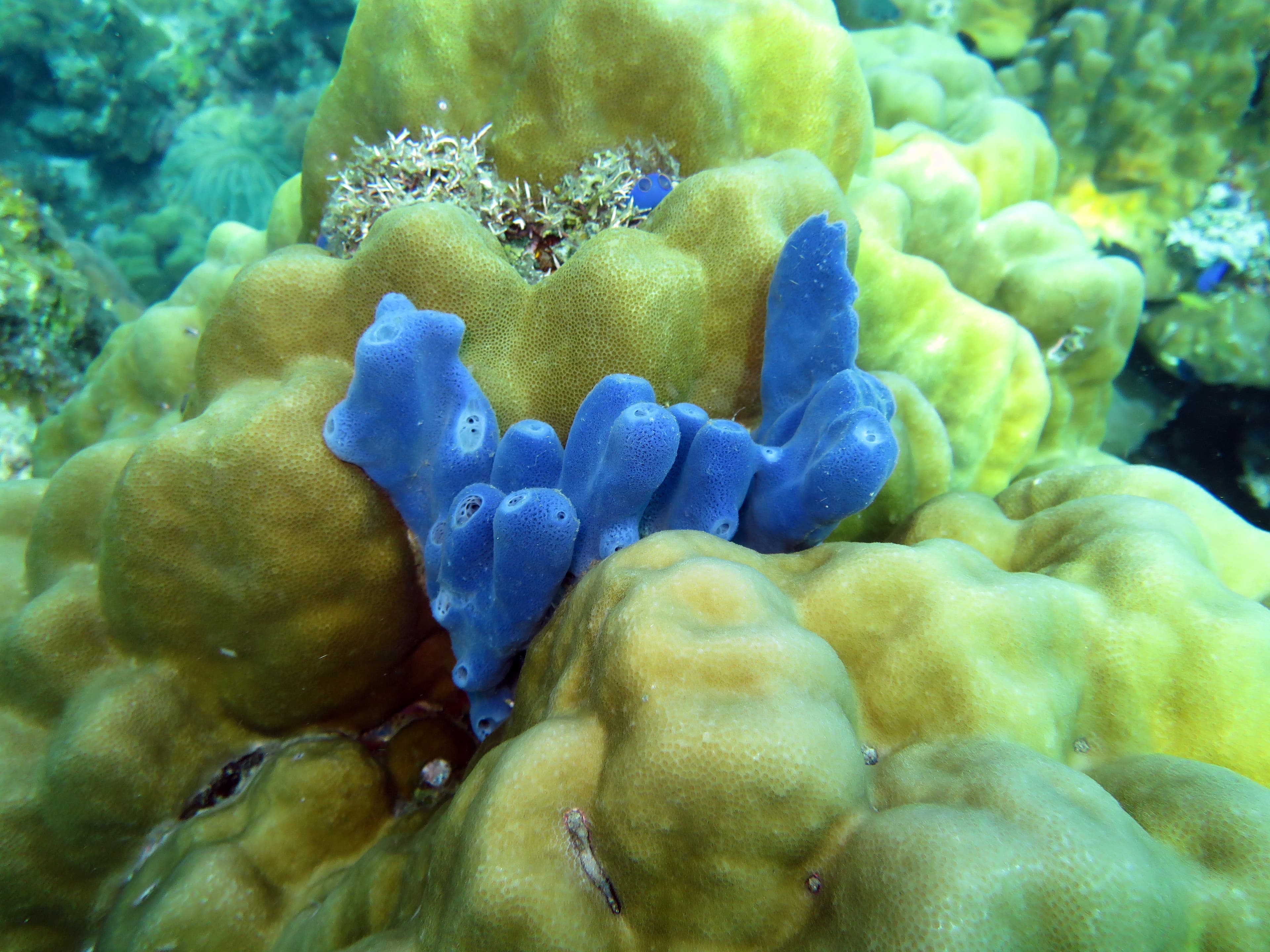 Blue Sponge (Haliclona sp.)