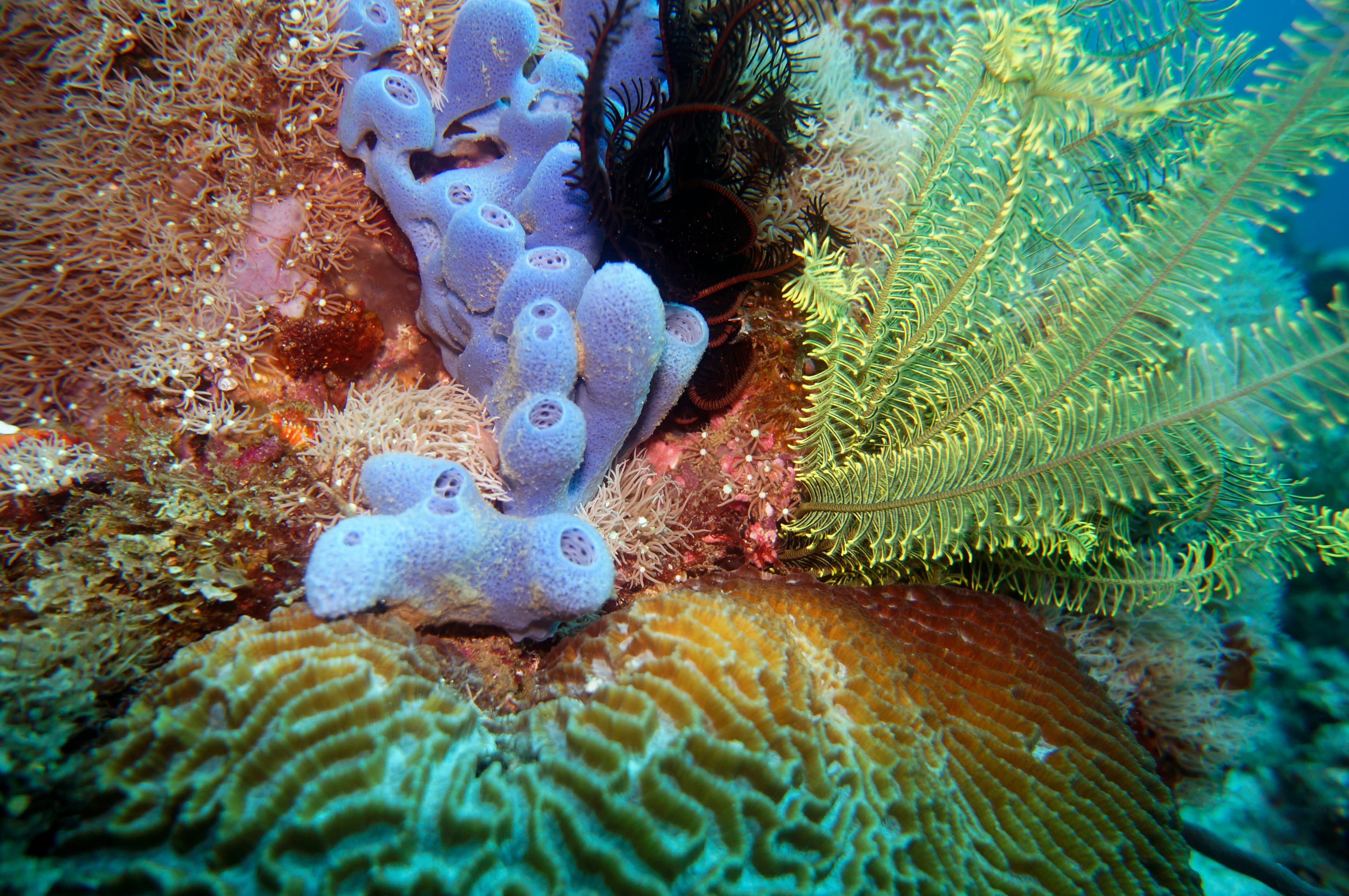 Blue Sponge (Haliclona sp.) and yellow Comanthus sp.