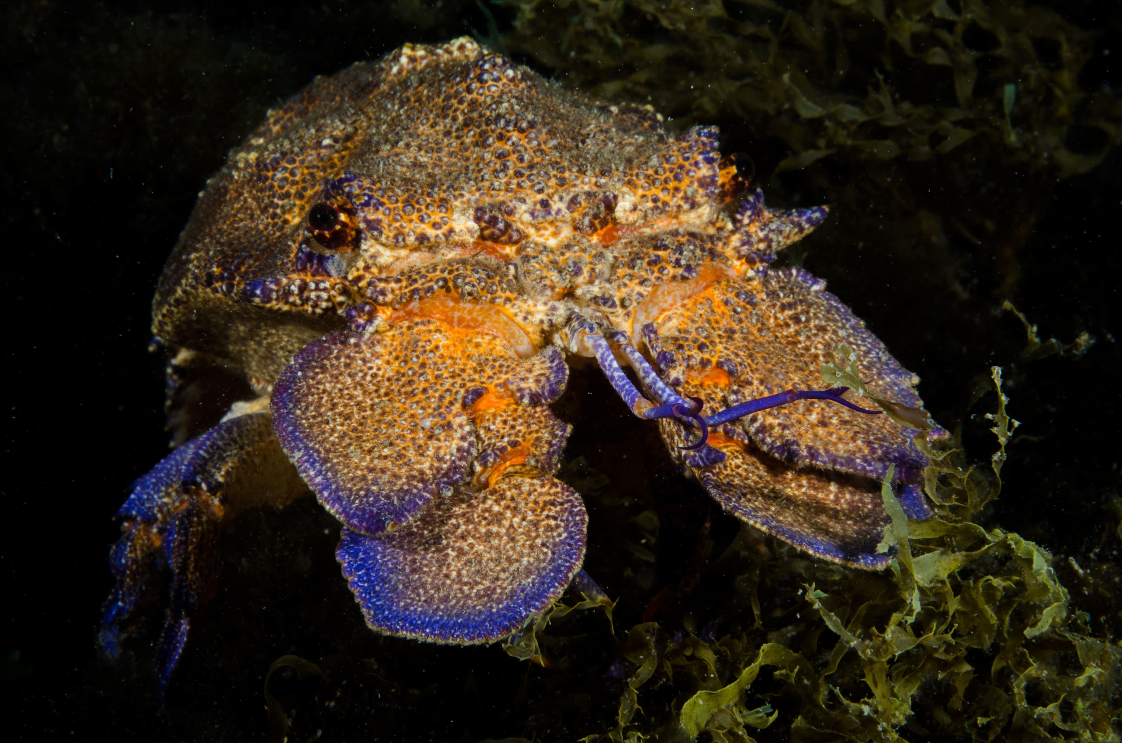 Mediterranean Slipper Lobster (Scyllarides latus)