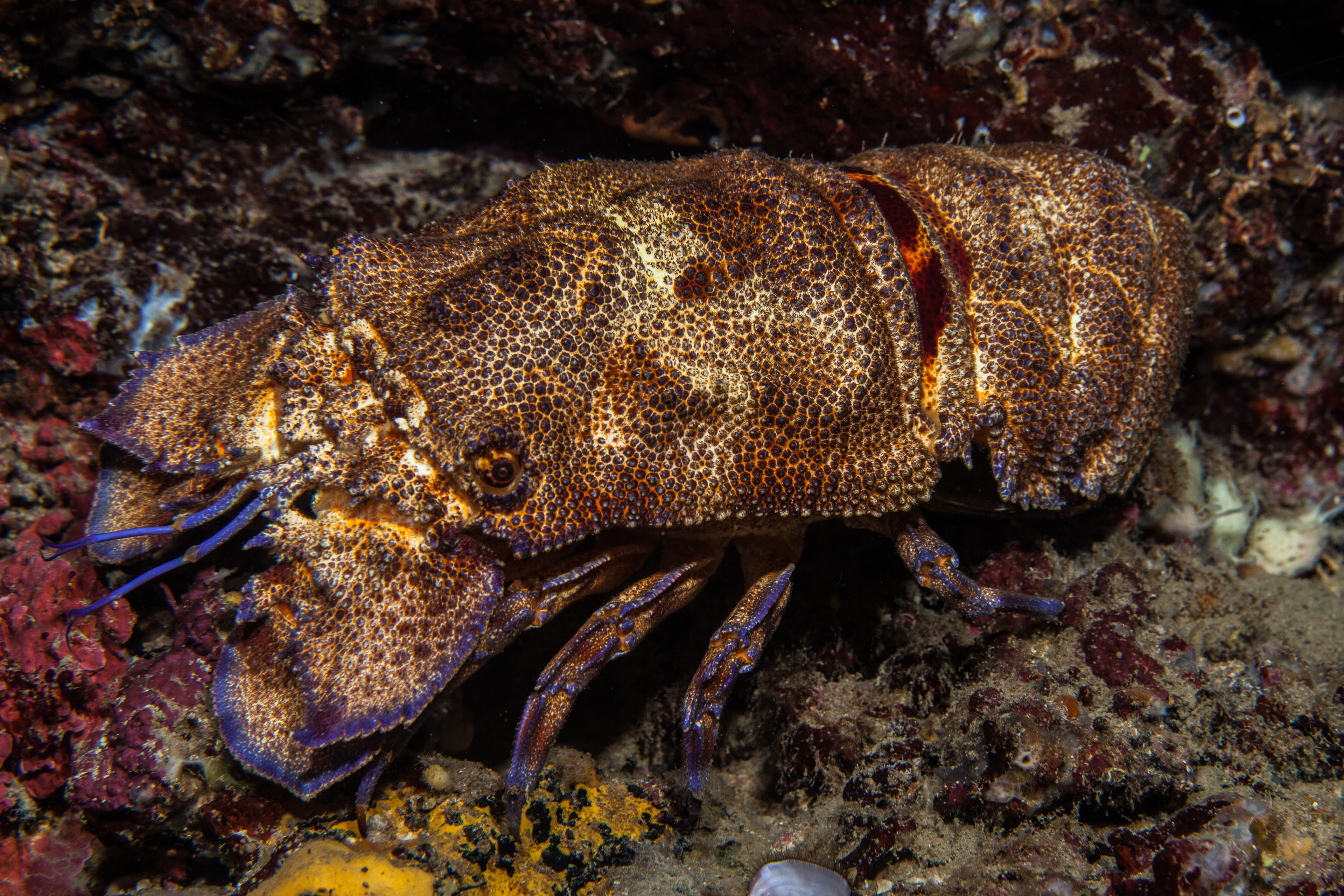 Mediterranean Slipper Lobster (Scyllarides latus)