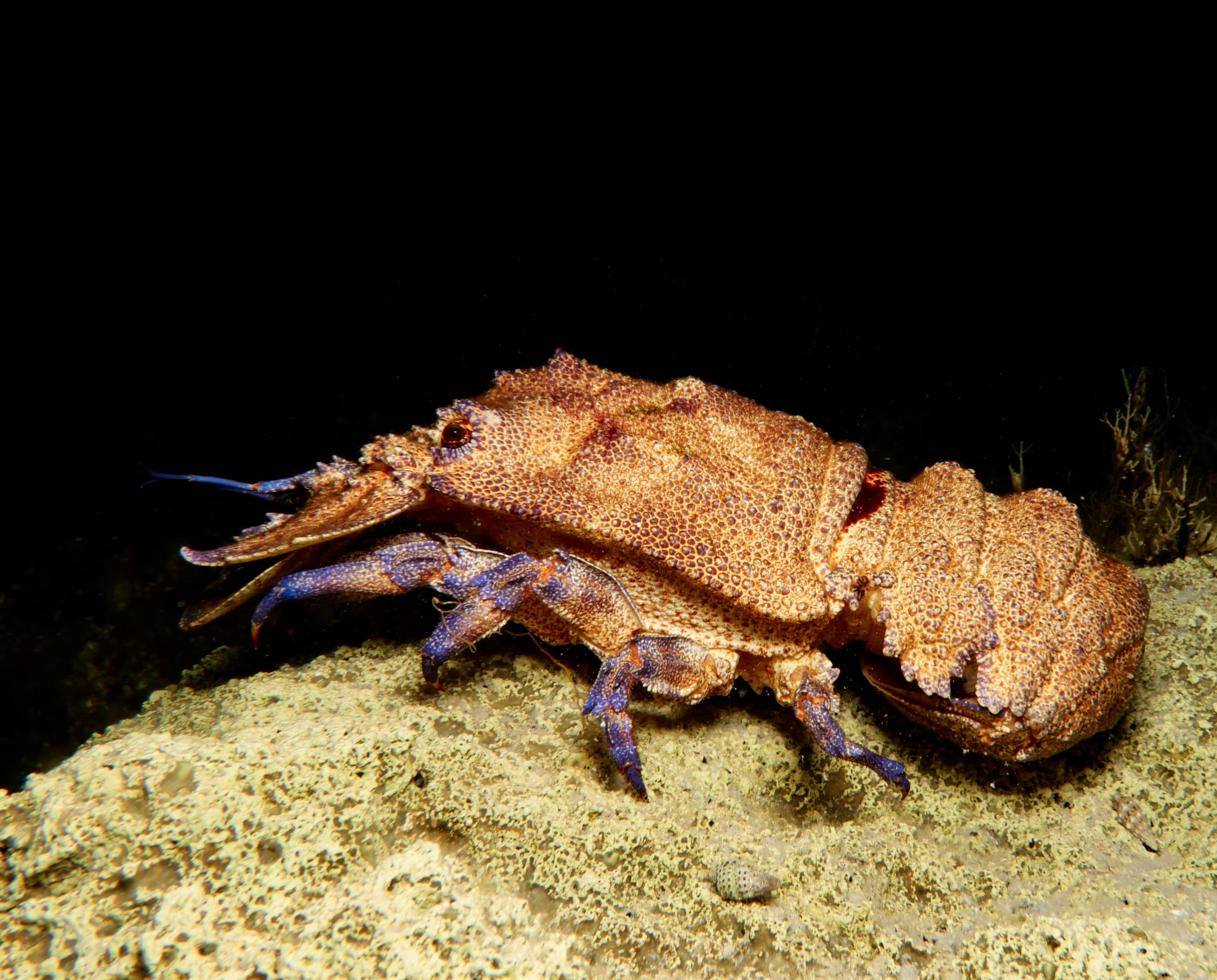 Mediterranean Slipper Lobster (Scyllarides latus)