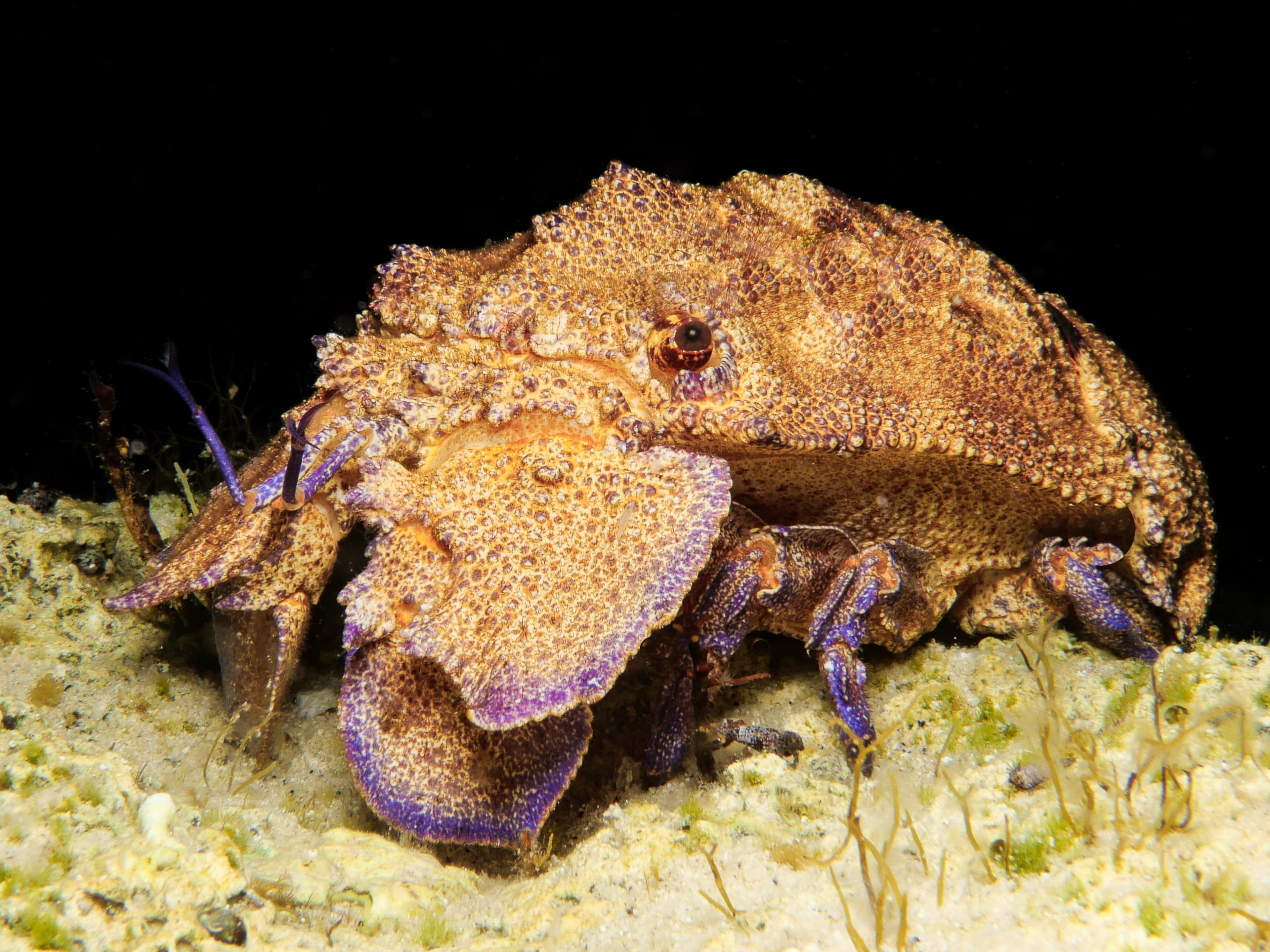 Mediterranean Slipper Lobster (Scyllarides latus) from Cyprus 