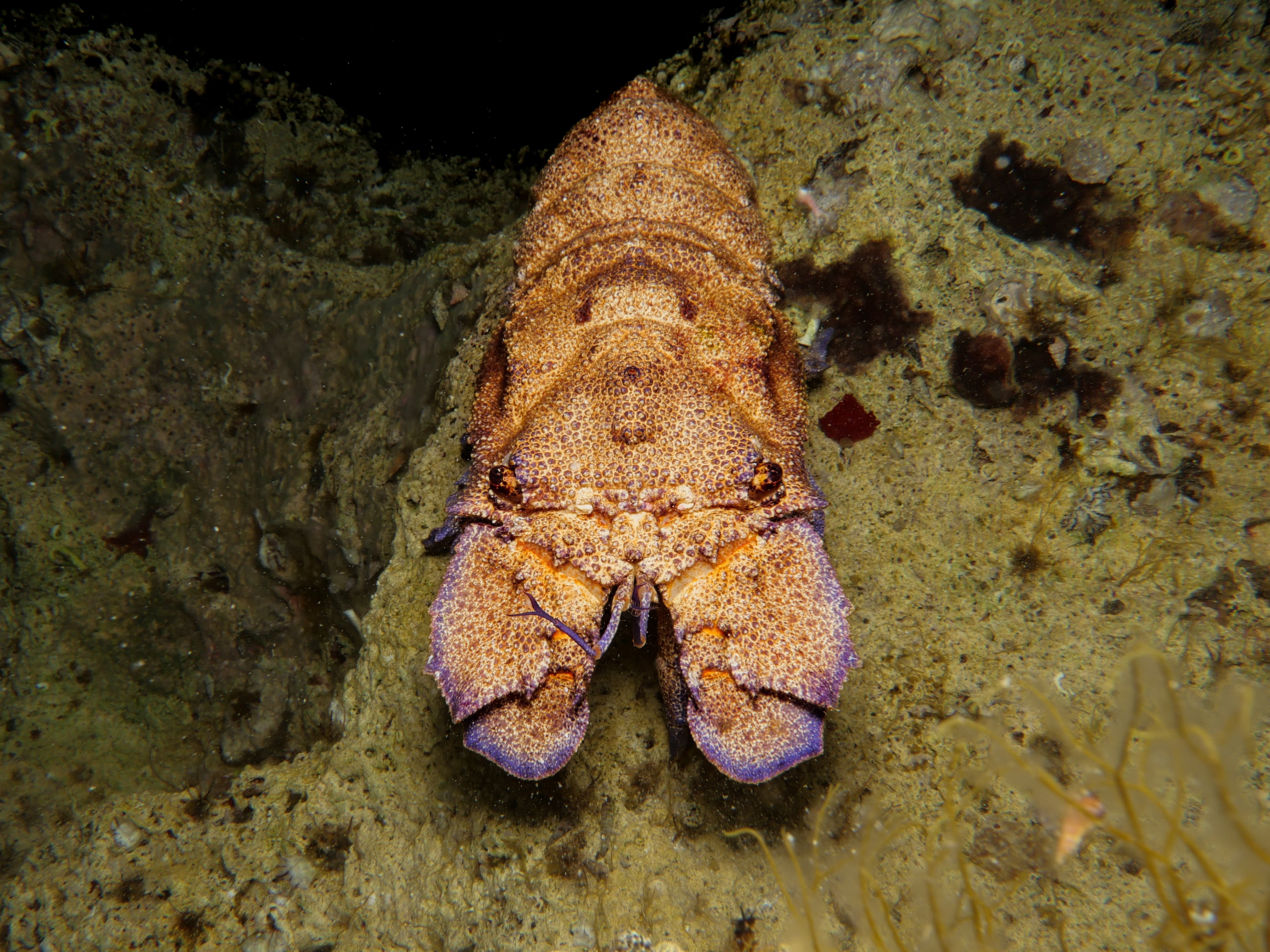 Mediterranean Slipper Lobster (Scyllarides latus)