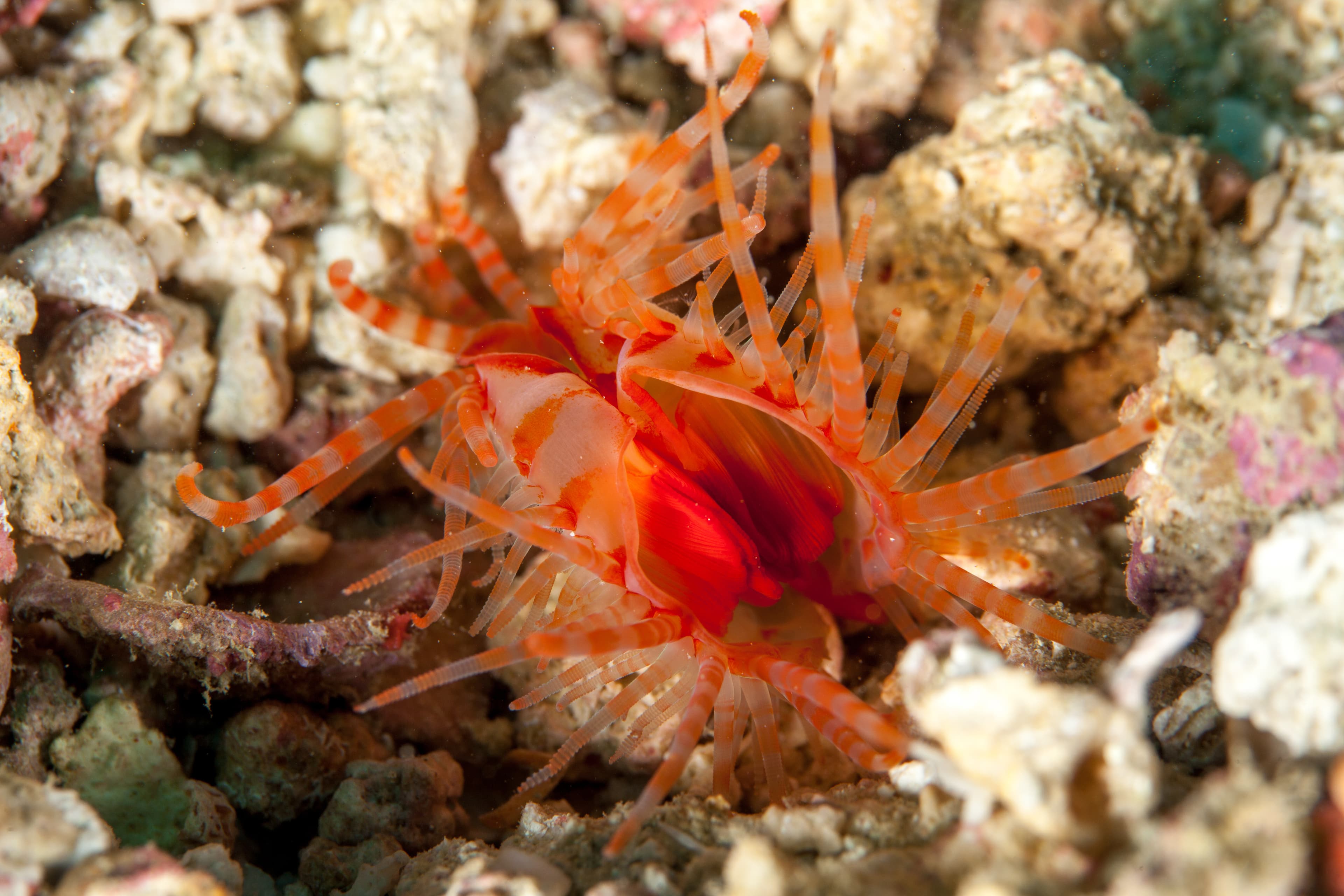 Fragile File Clam (Limaria fragilis)