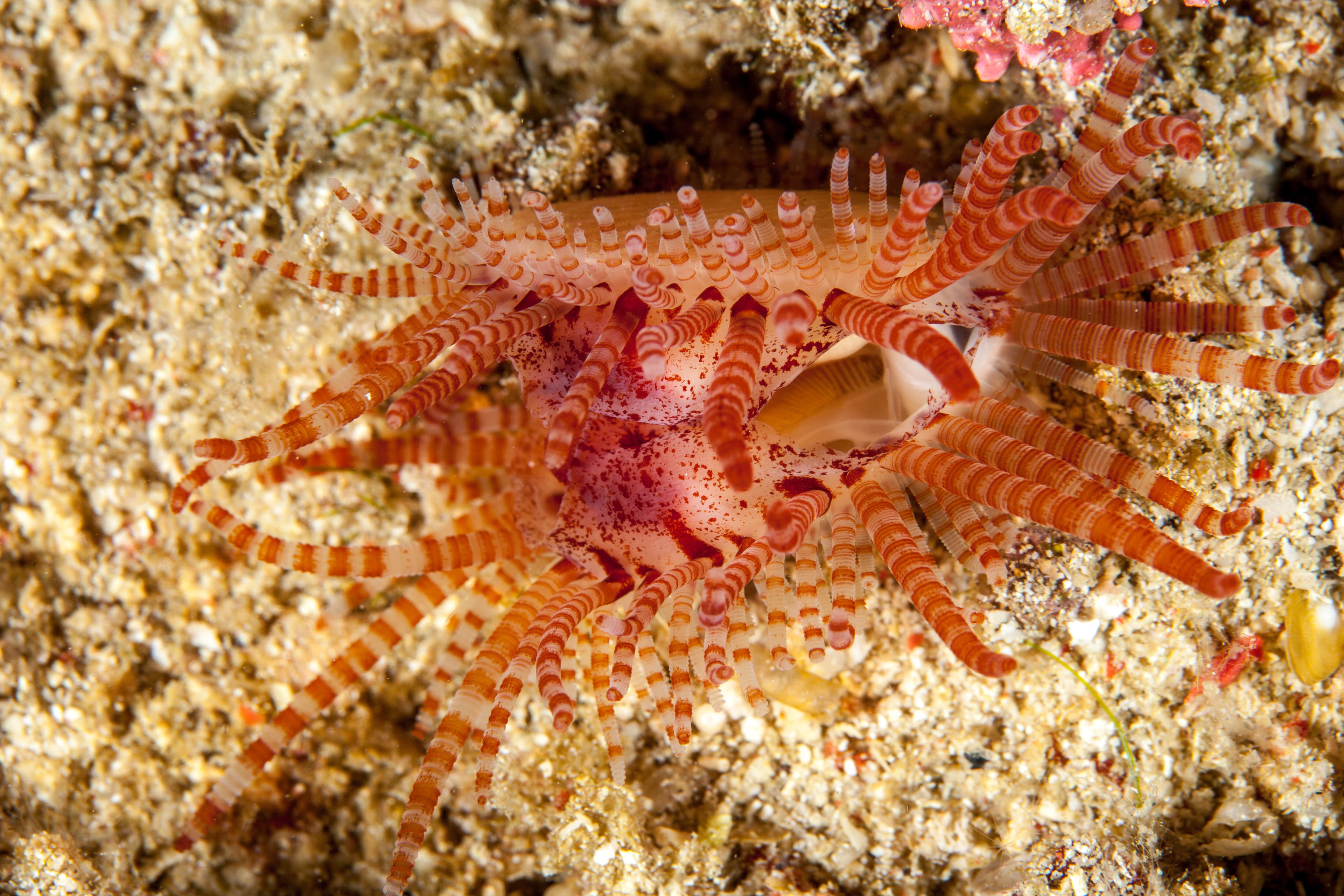 Fragile File Clam (Limaria fragilis)