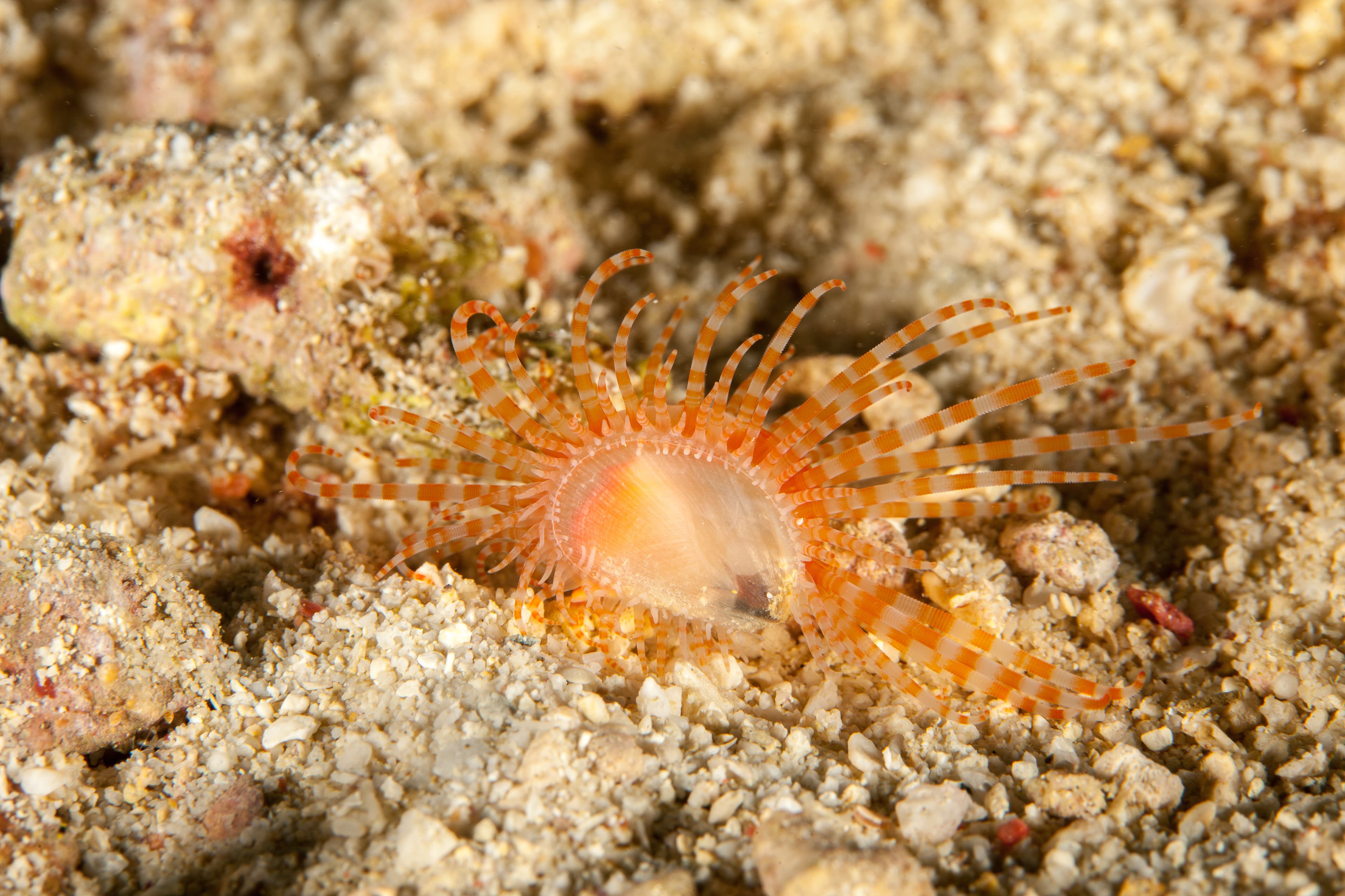 Fragile File Clam (Limaria fragilis)