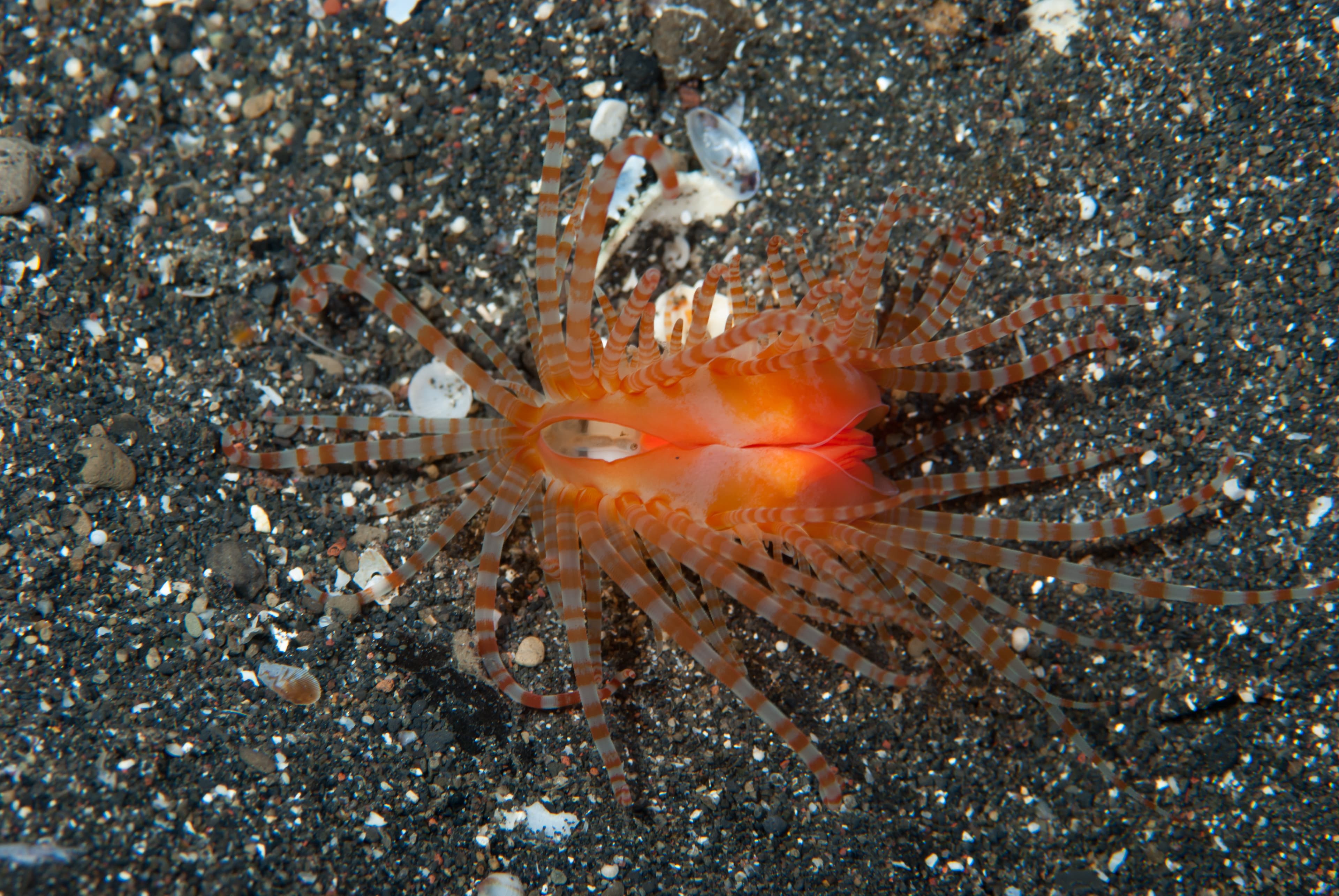 Fragile File Clam (Limaria fragilis)