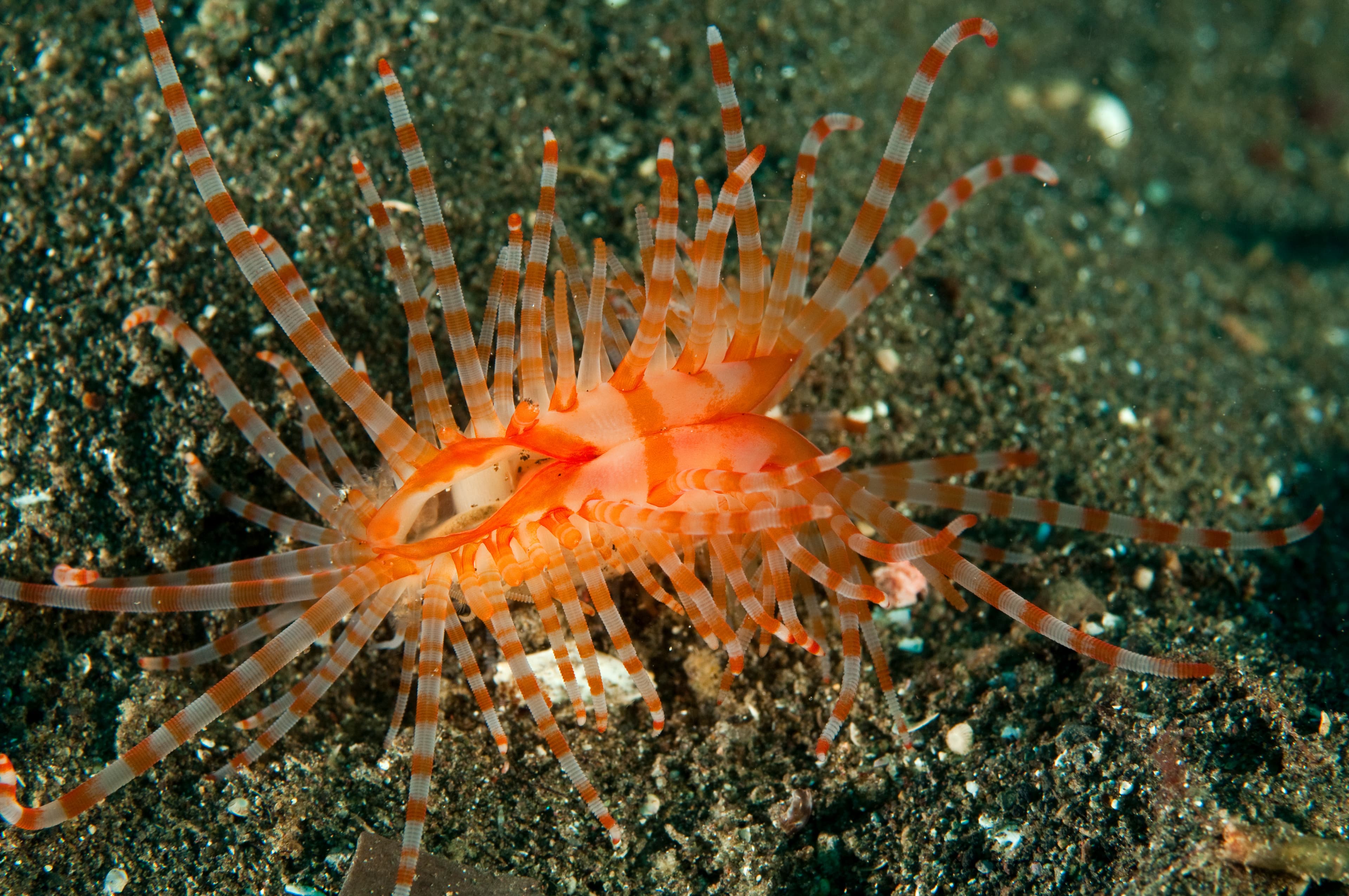 Fragile File Clam (Limaria fragilis), Sulawesi Indonesia