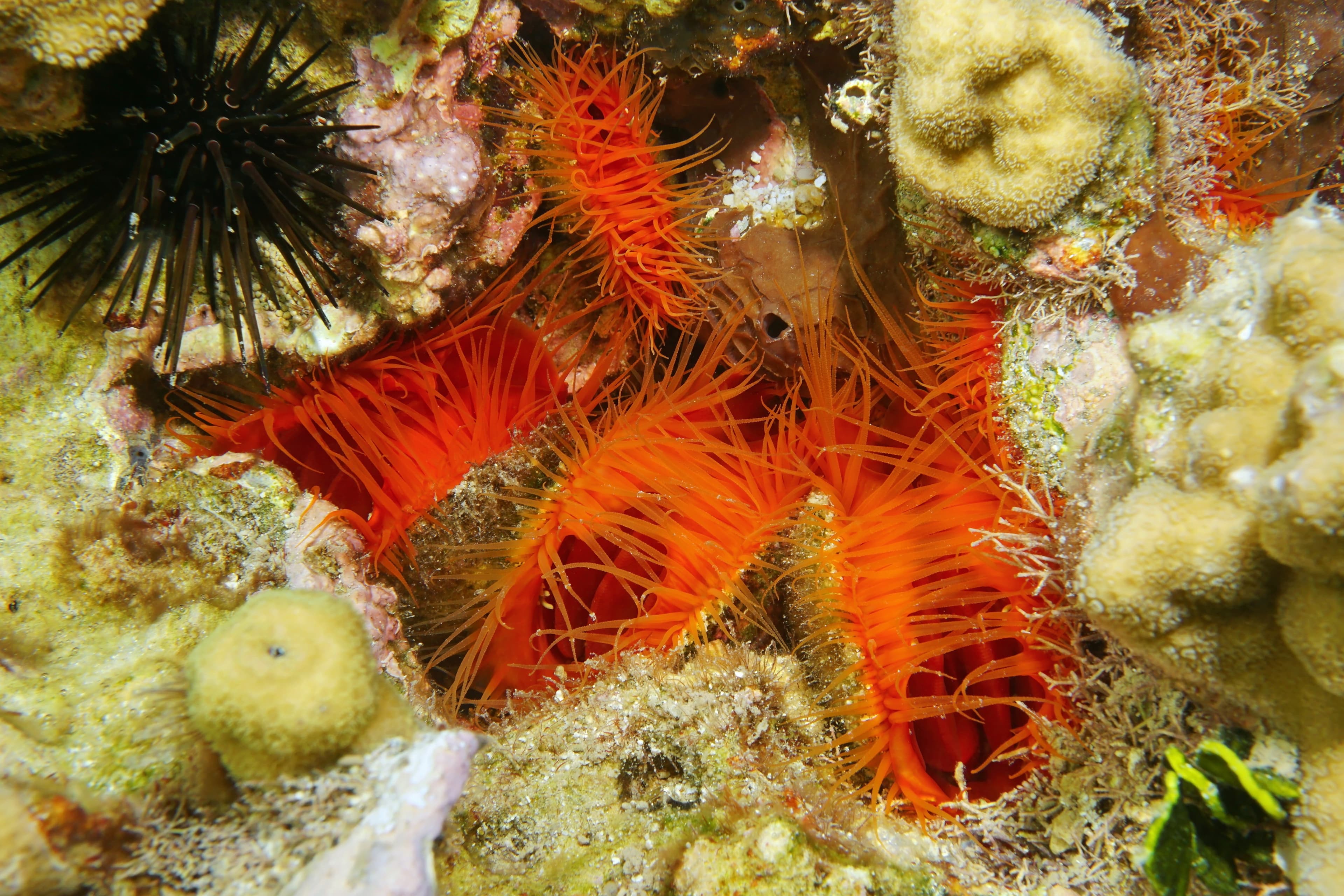 Several Flame Scallop (Ctenoides scaber) grouped together