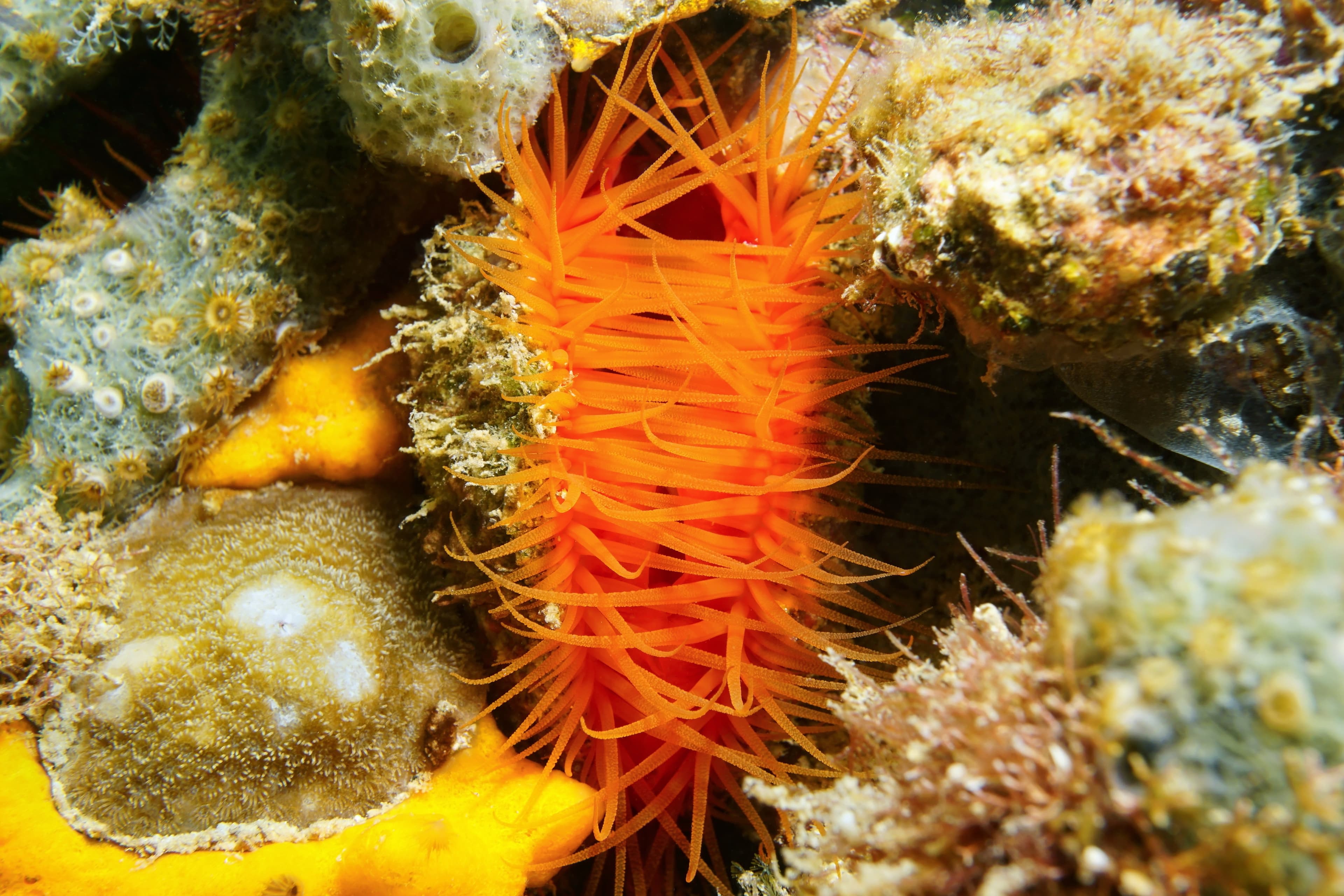 Bivalve mollusk Flame Scallop (Ctenoides scaber)