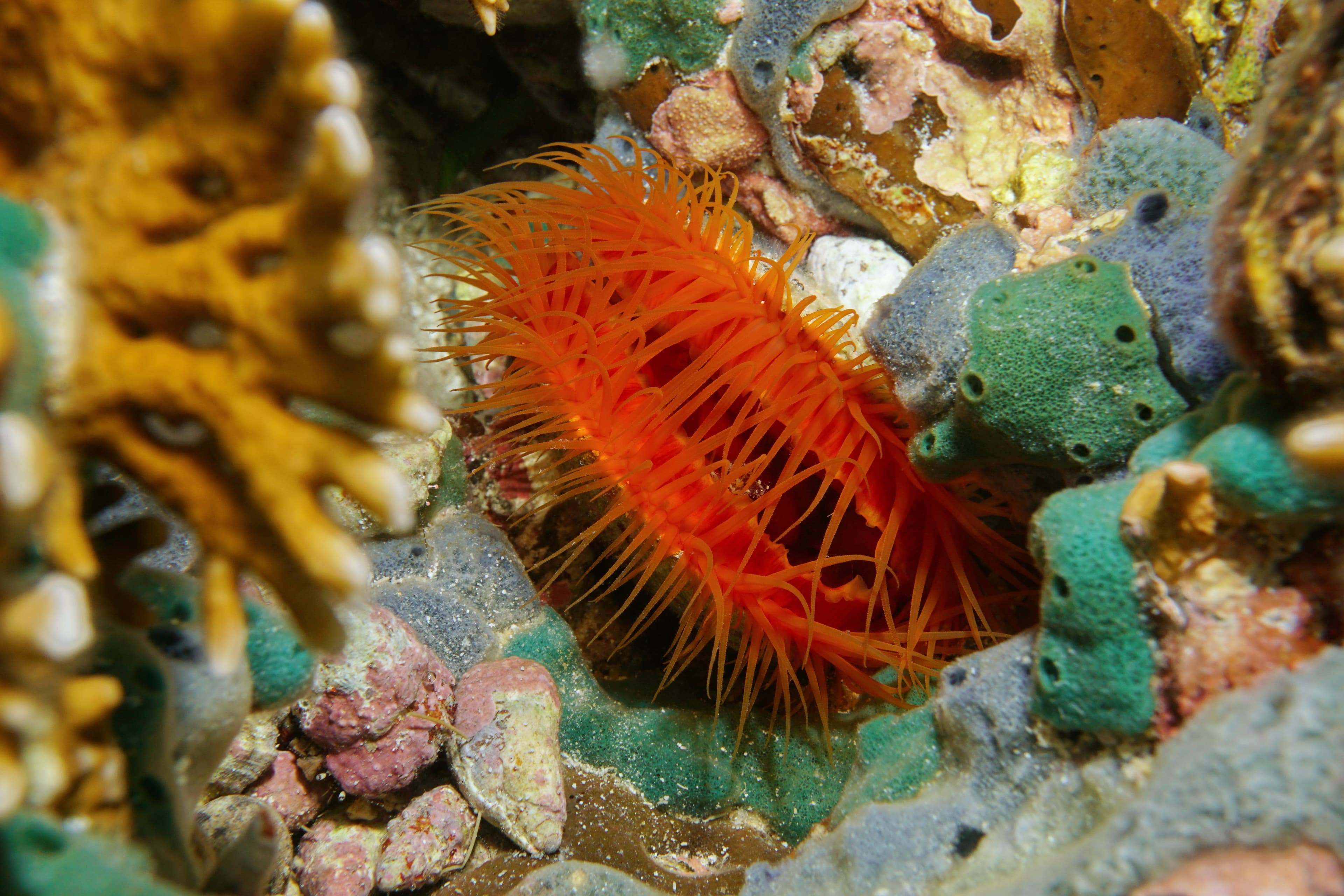 Flame Scallop (Ctenoides scaber), underwater in the Caribbean Sea