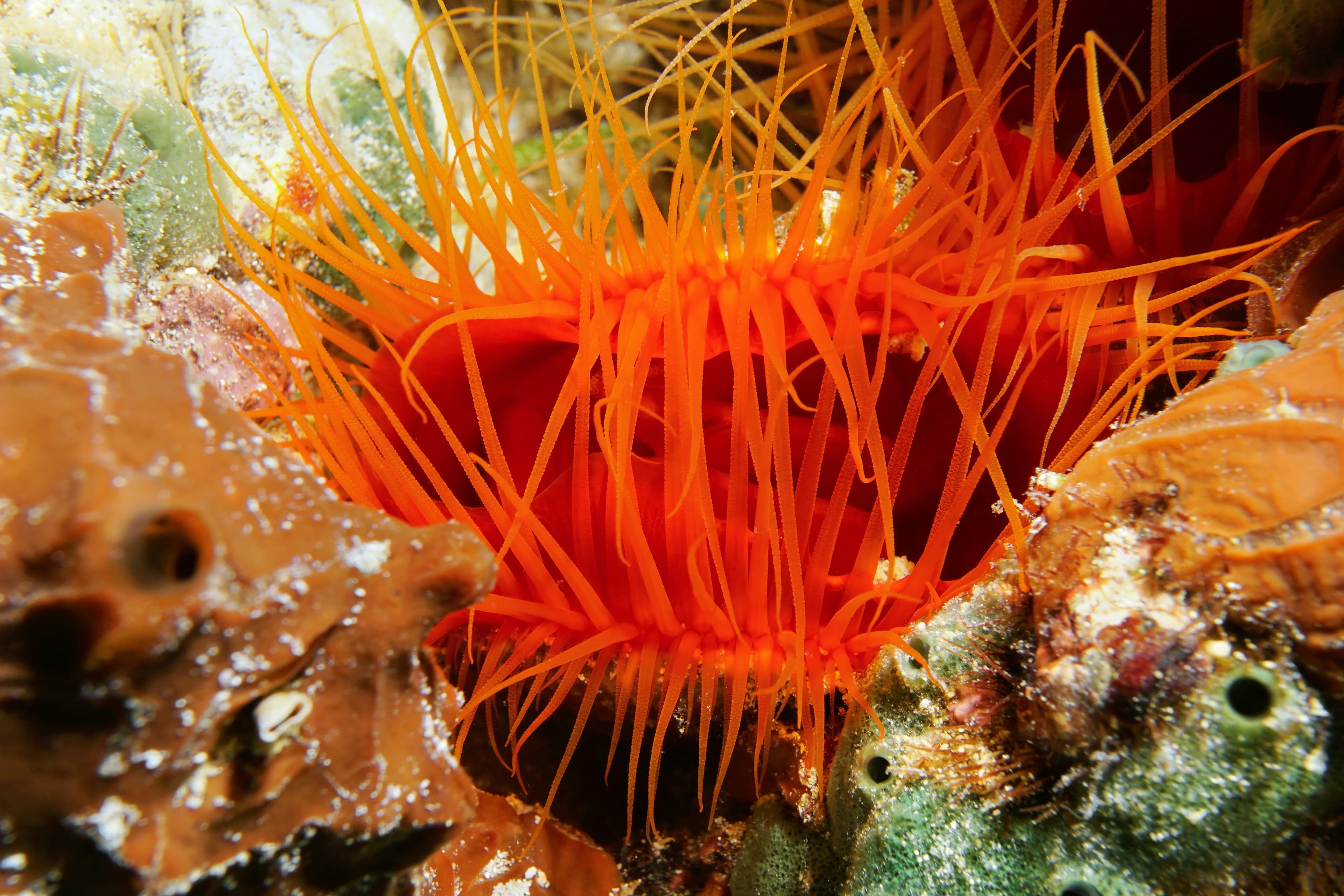 Flame Scallop (Ctenoides scaber) and its tentacles