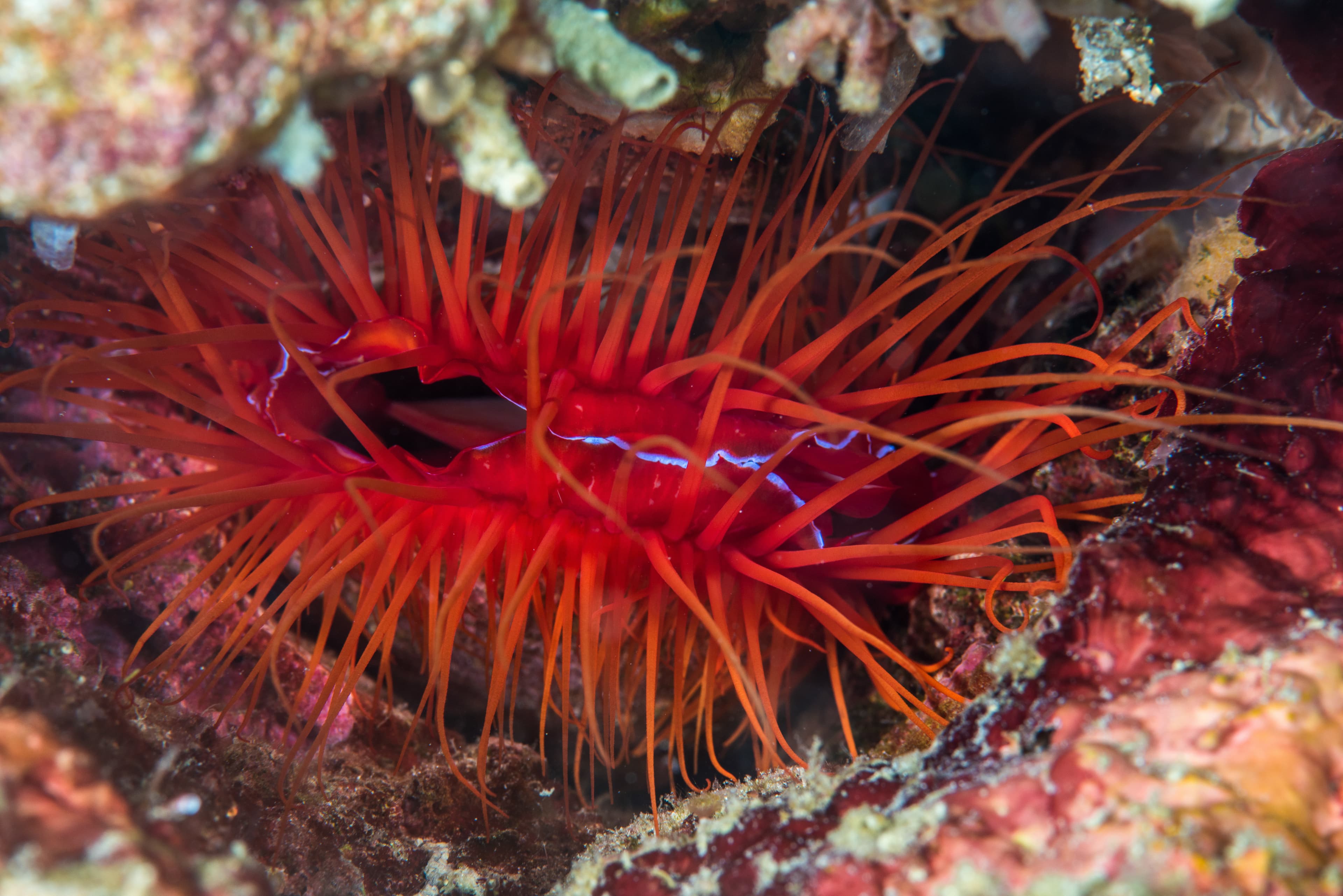 Electric Flame Scallop (Ctenoides ales)