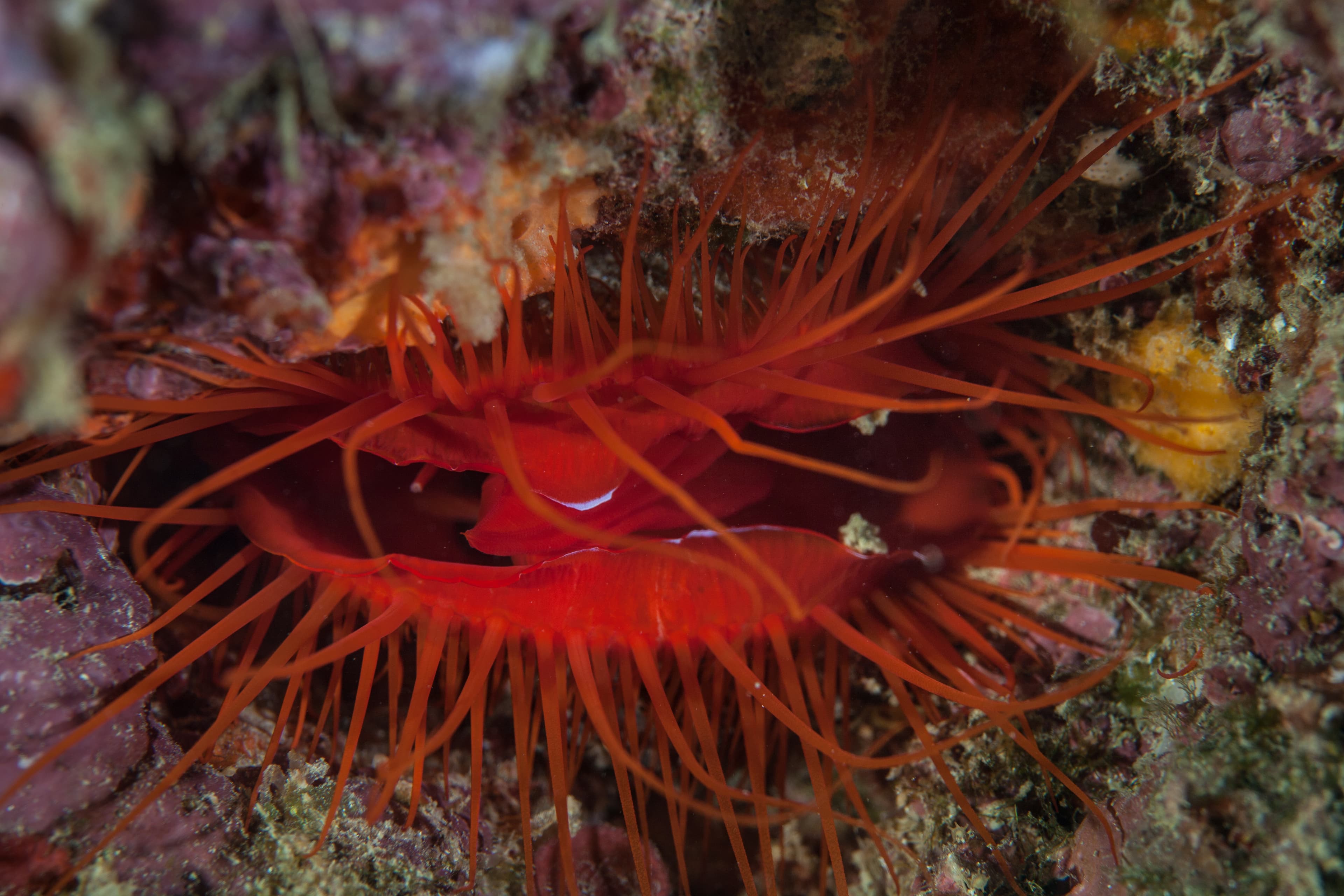 Electric Flame Scallop (Ctenoides ales)