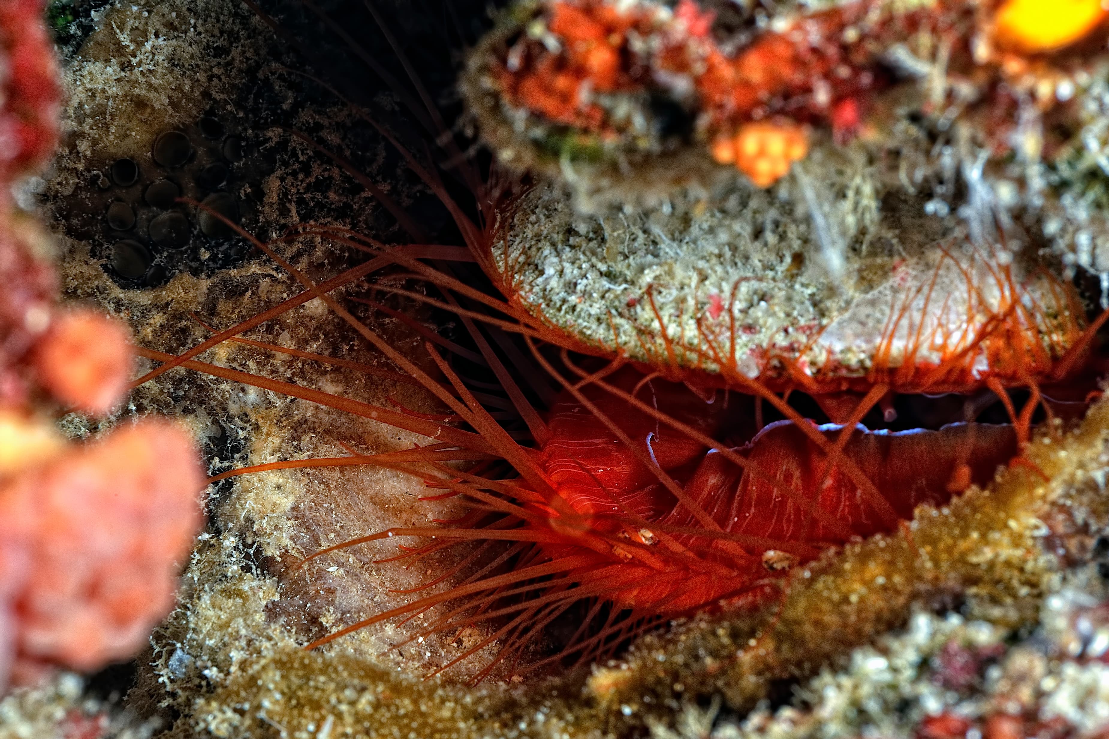 Electric Flame Scallop (Ctenoides ales)