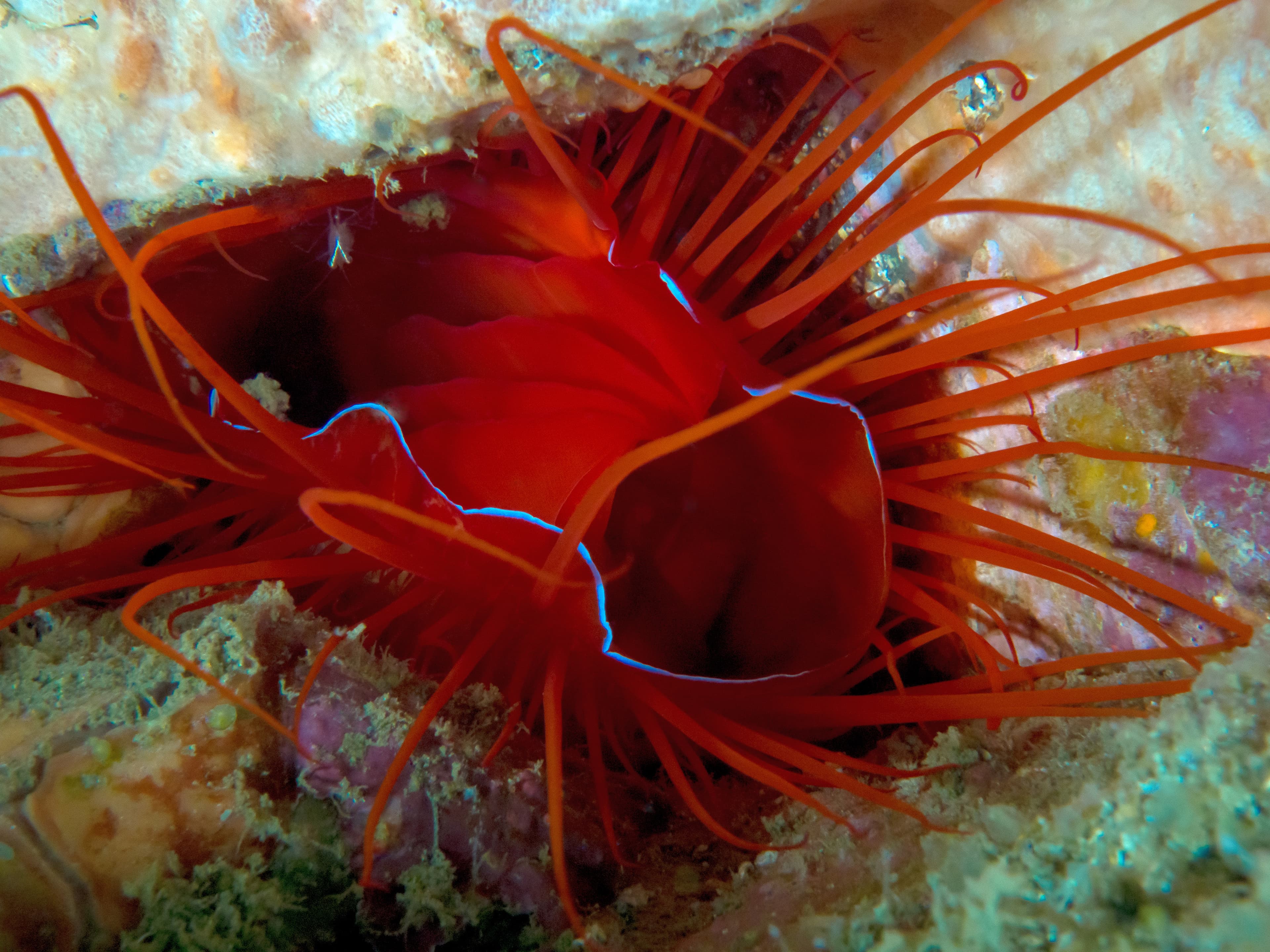 Electric Flame Scallop (Ctenoides ales)