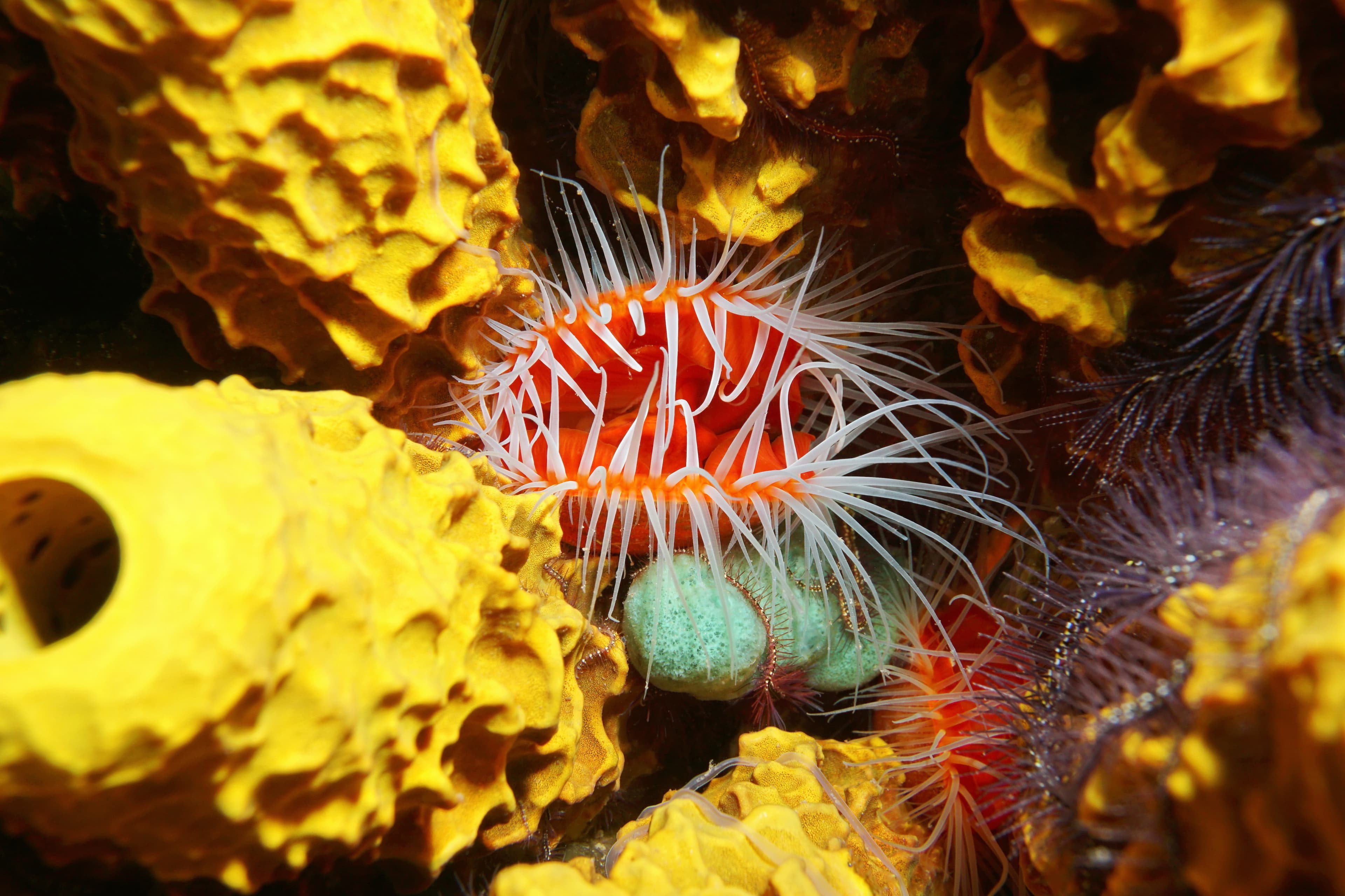 Smooth Flame Scallop (Ctenoides mitis)