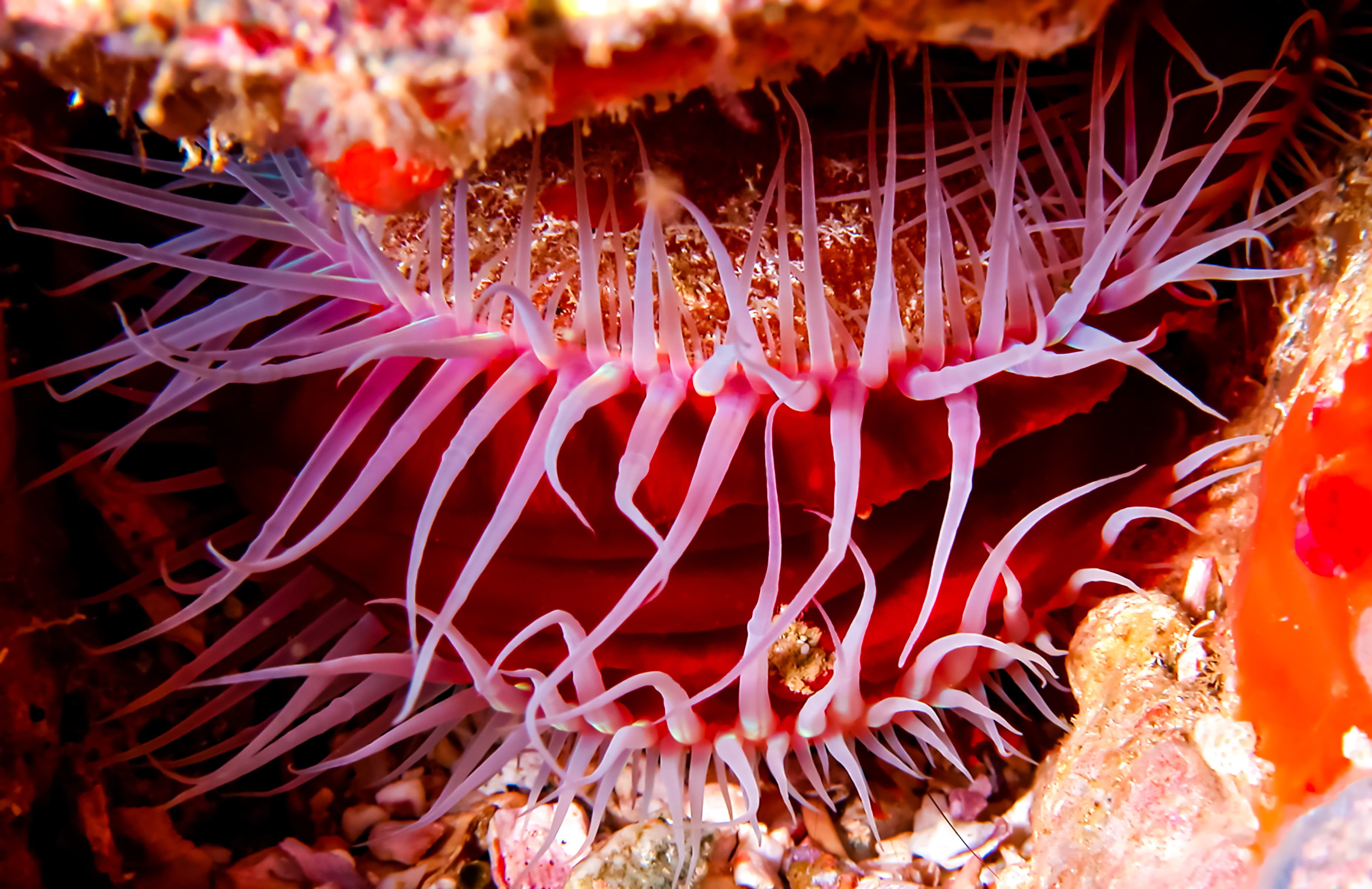 Smooth Flame Scallop (Ctenoides mitis) in a crevice