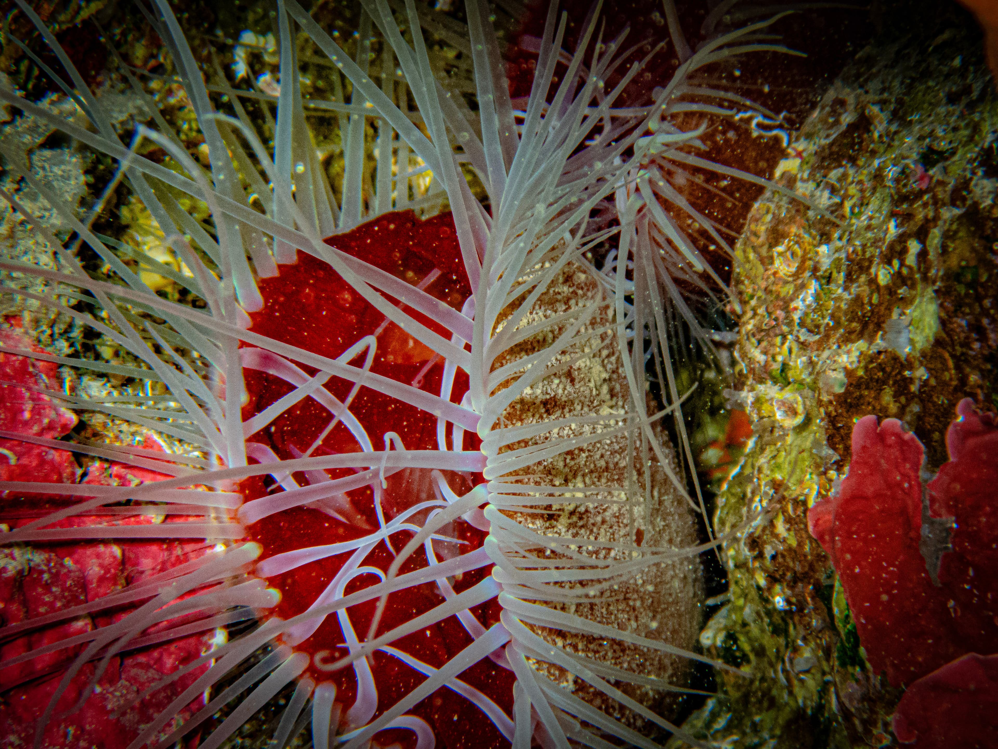 Smooth Flame Scallop (Ctenoides mitis) on Newman's Wall in the Caribbean, Roatan, Bay Islands, Honduras