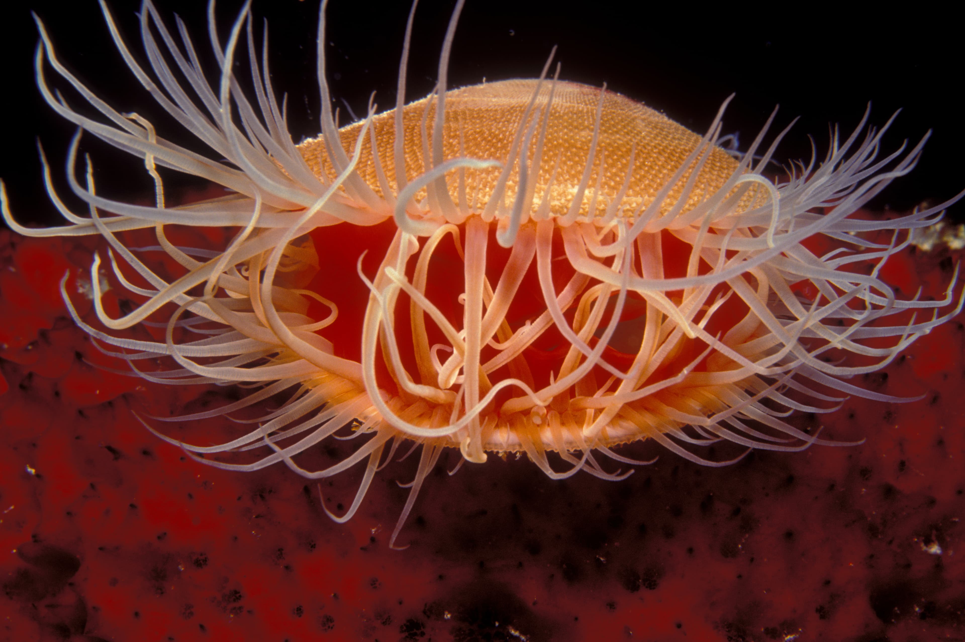 Smooth Flame Scallop (Ctenoides mitis)