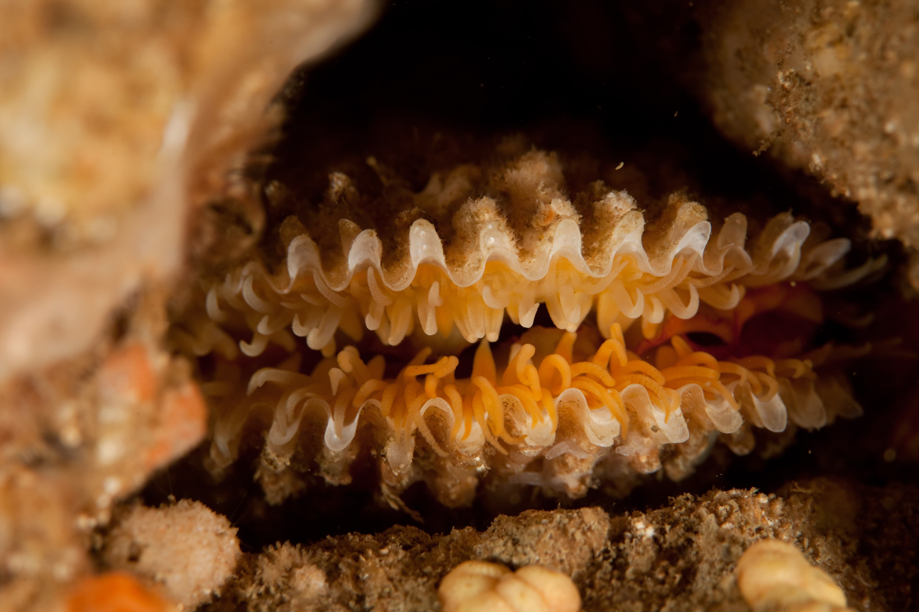 Spiny File Clam (Lima lima)