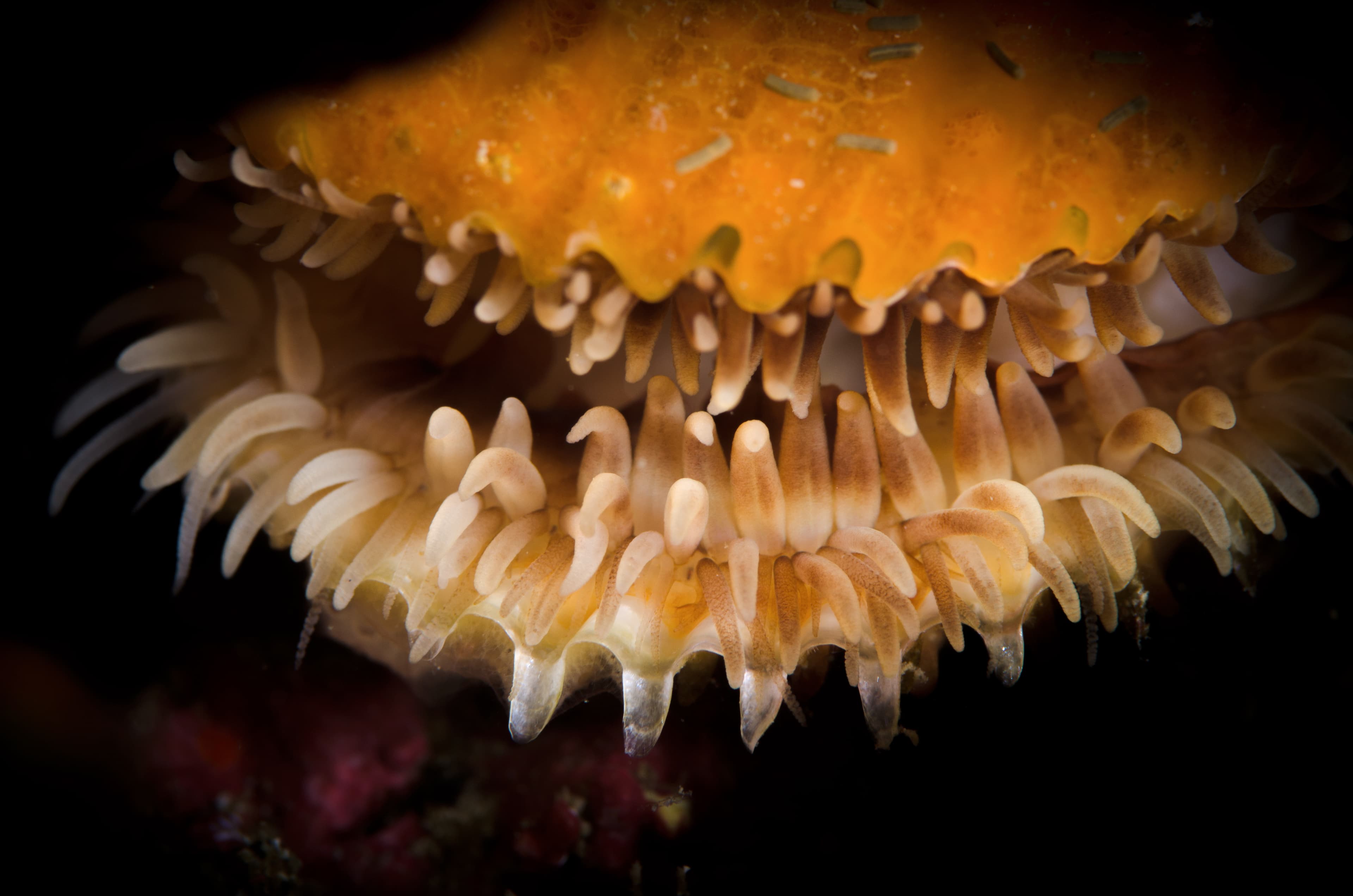 Spiny File Clam (Lima lima)